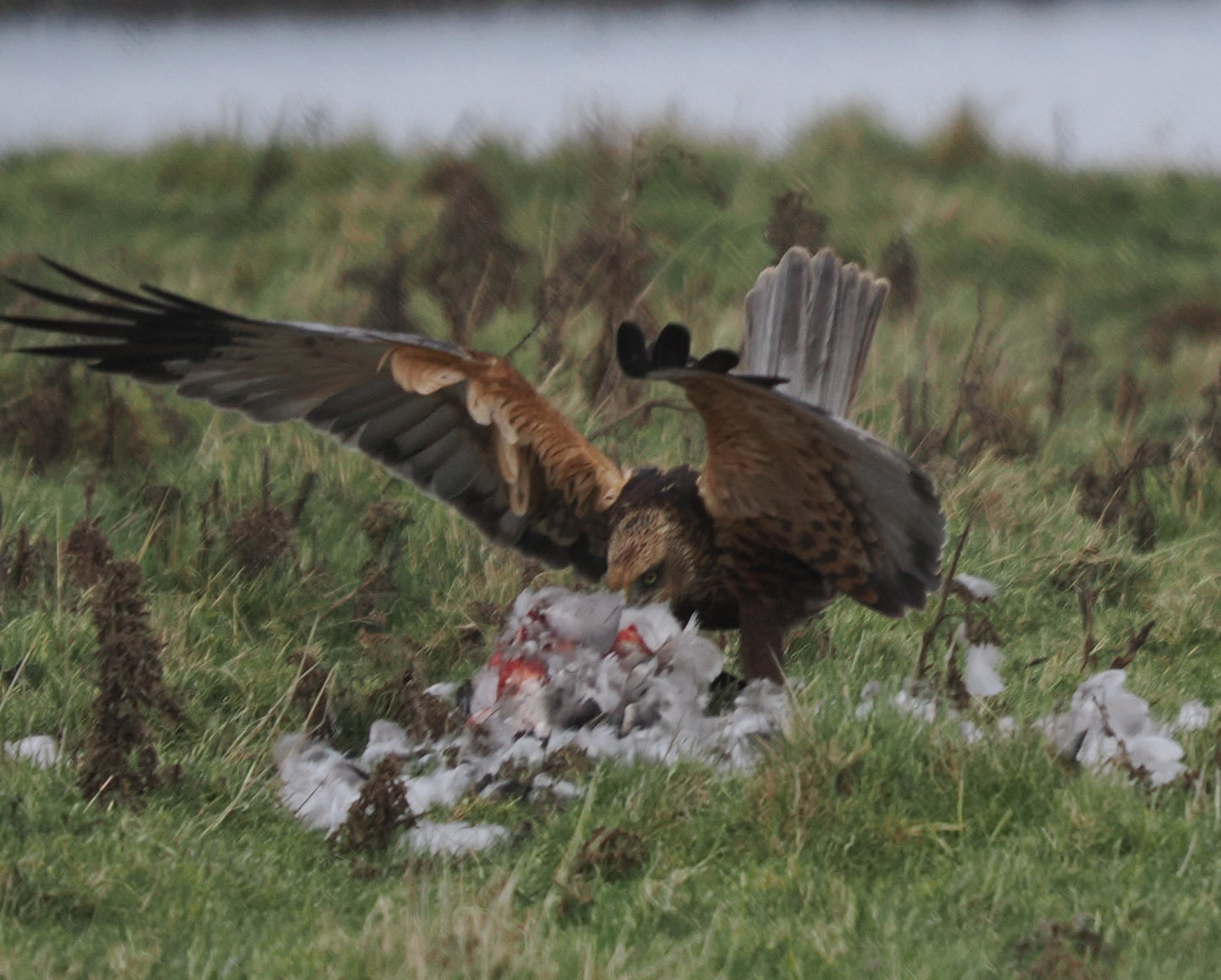 Marsh Harrier - 20-02-2026