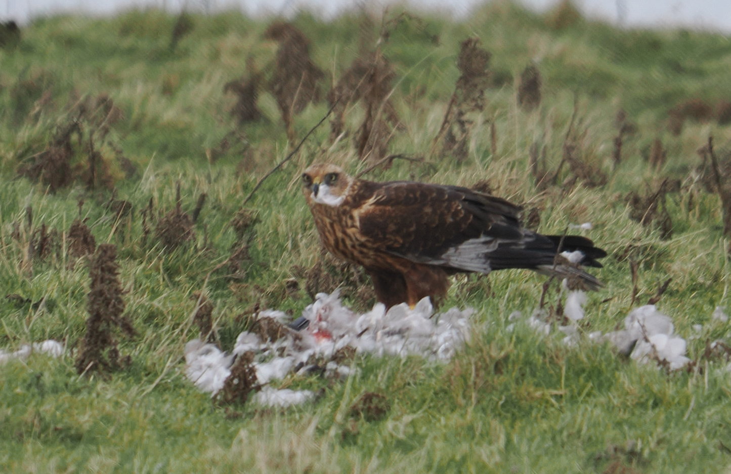 Marsh Harrier - 20-02-2026