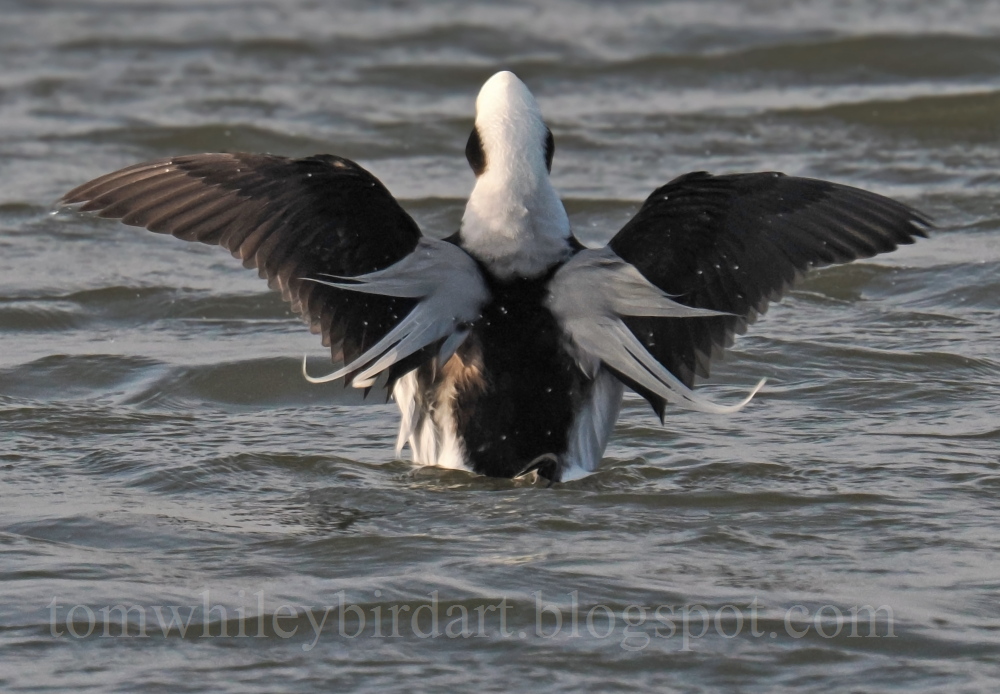 Long-tailed Duck - 25-02-2026