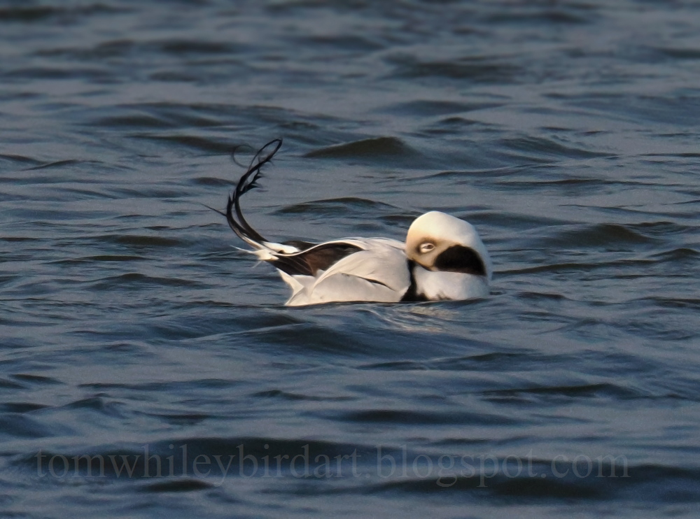 Long-tailed Duck - 25-02-2026