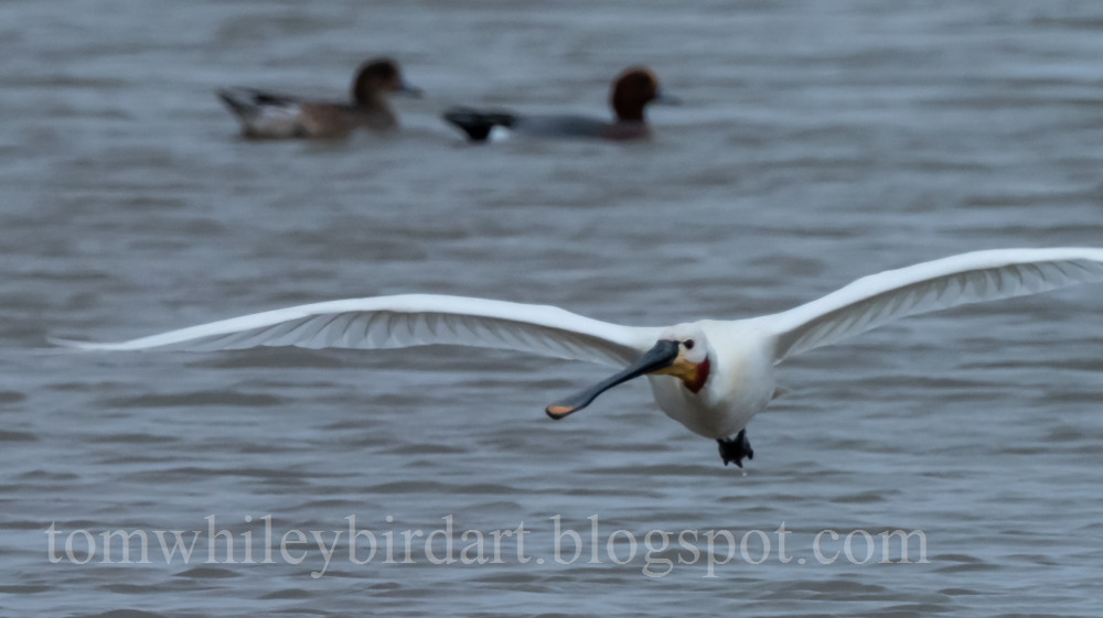 Spoonbill - 28-02-2022