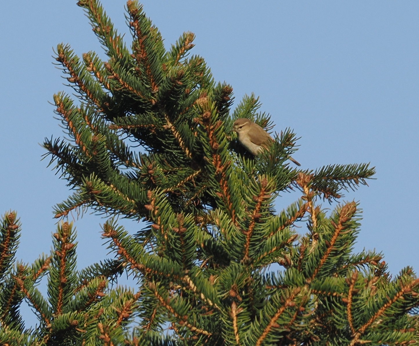 Siberian Chiffchaff - 02-03-2025