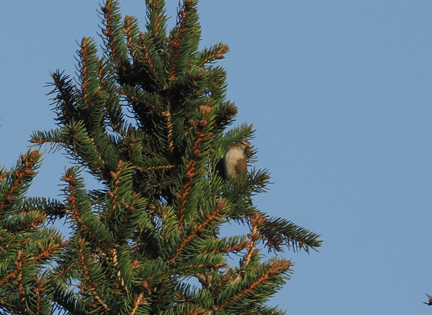 Siberian Chiffchaff - 02-03-2025