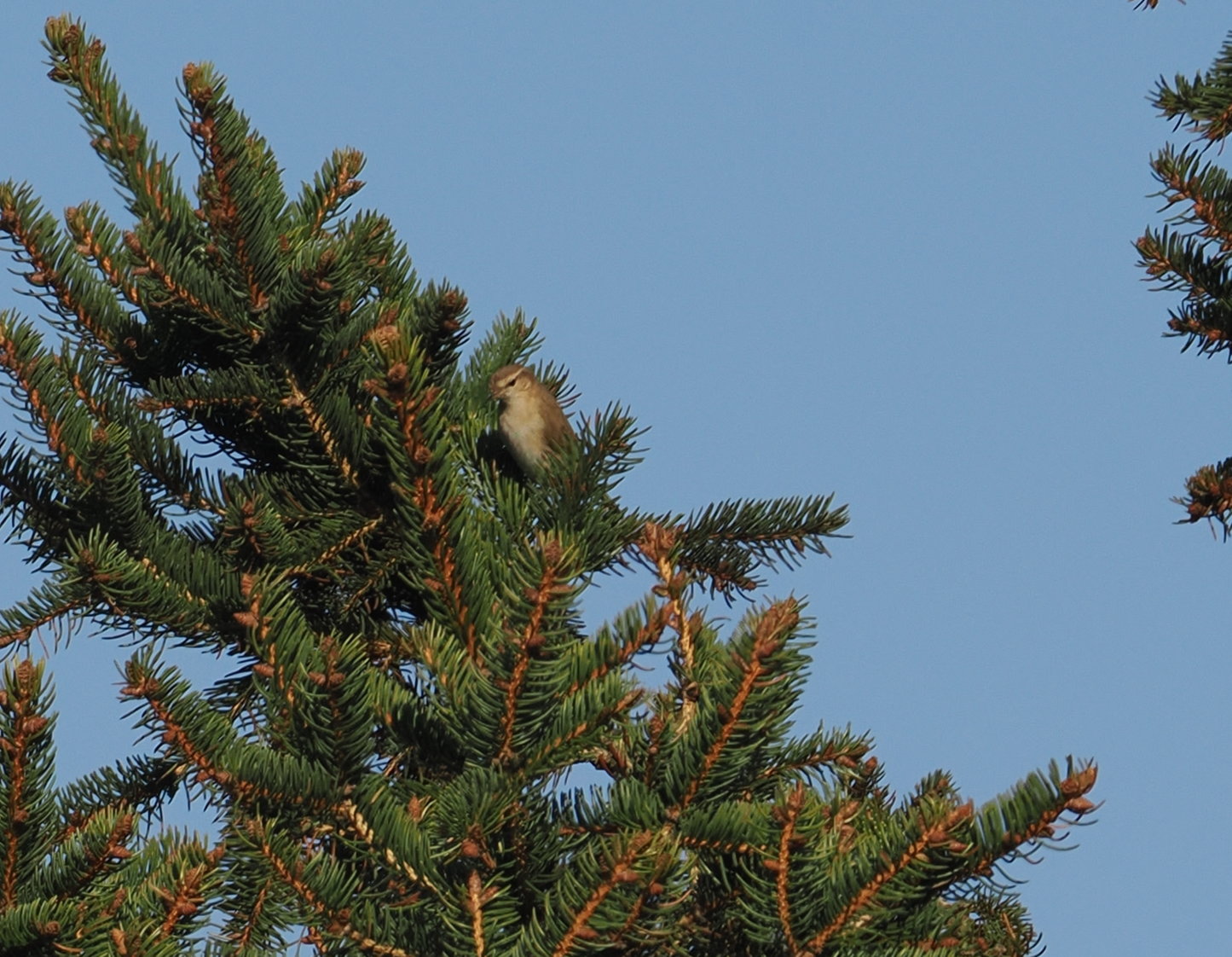 Siberian Chiffchaff - 02-03-2025