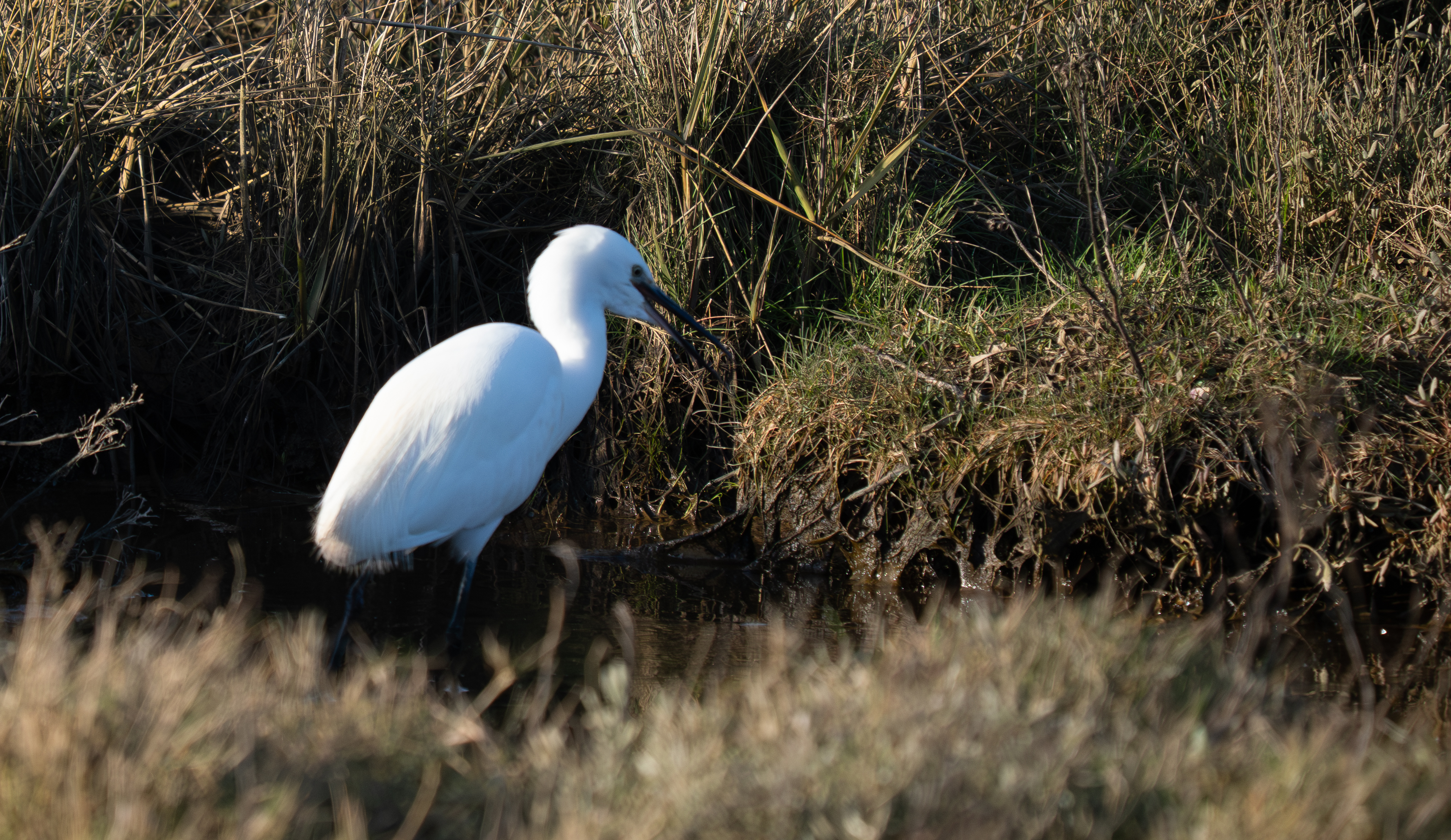 Little Egret - 02-03-2026