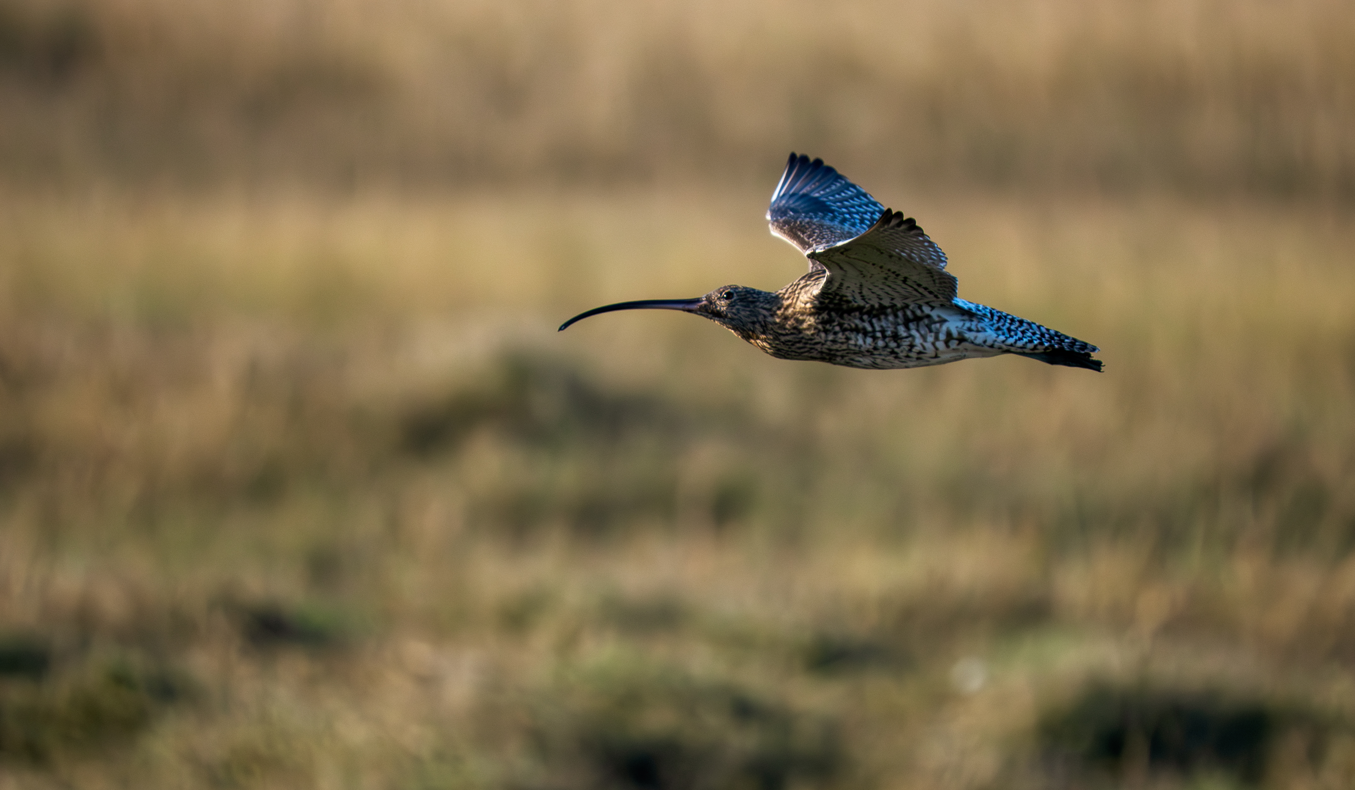 Curlew - 02-03-2026