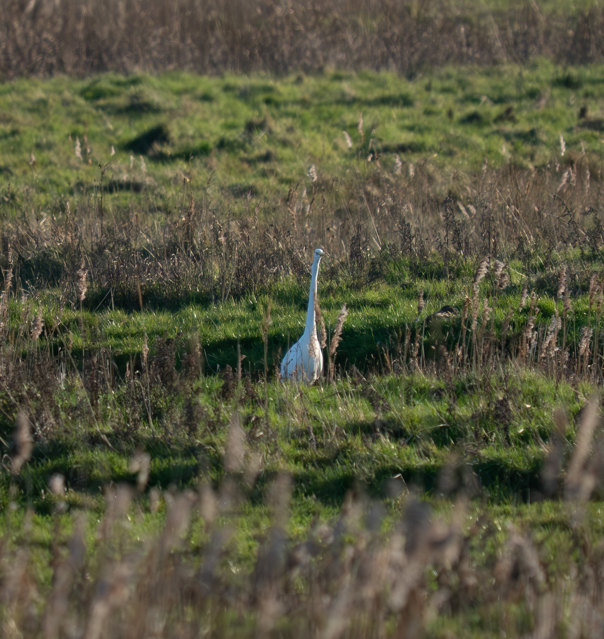 Great White Egret - 02-03-2026
