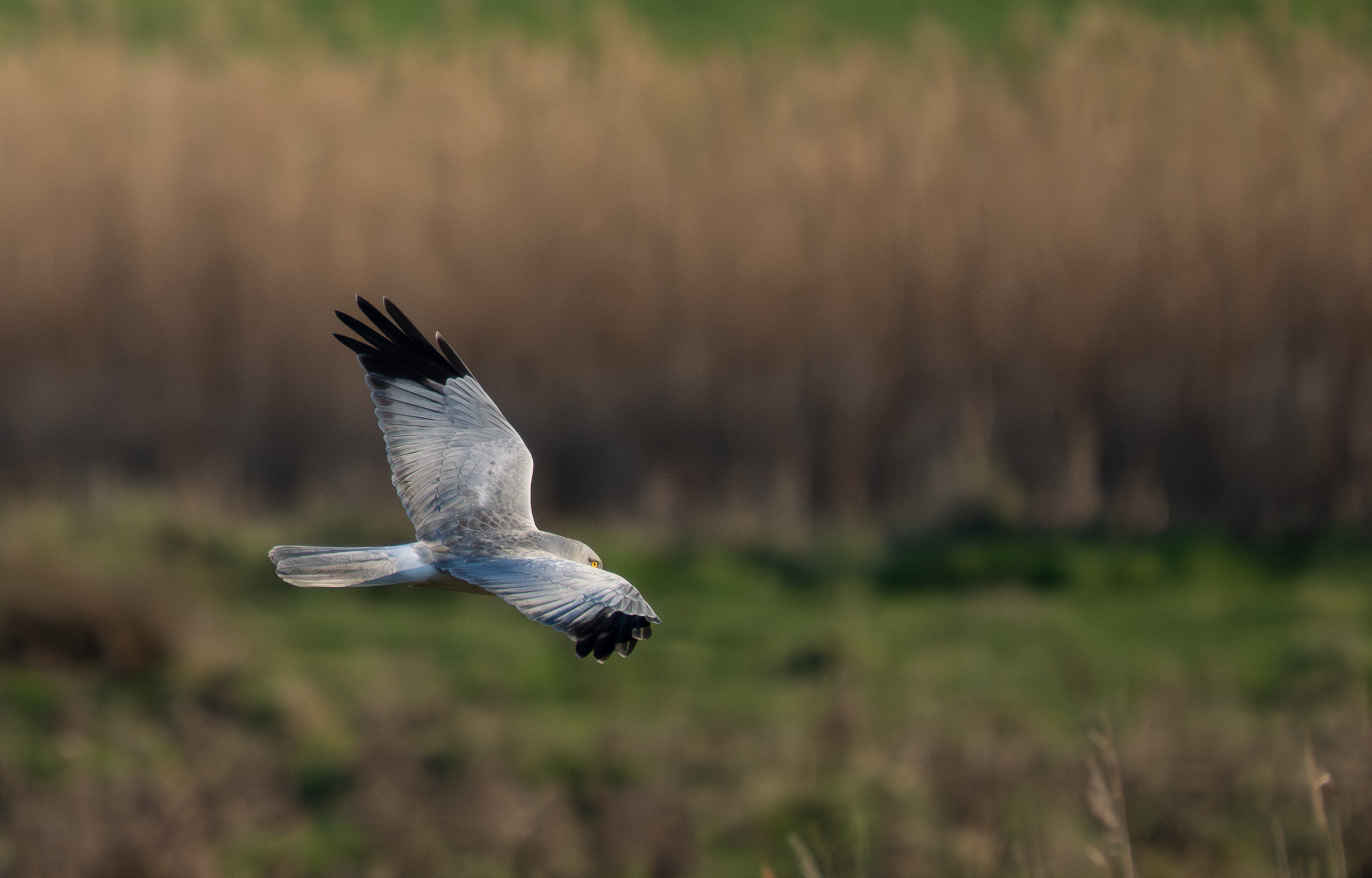 Hen Harrier - 02-03-2026