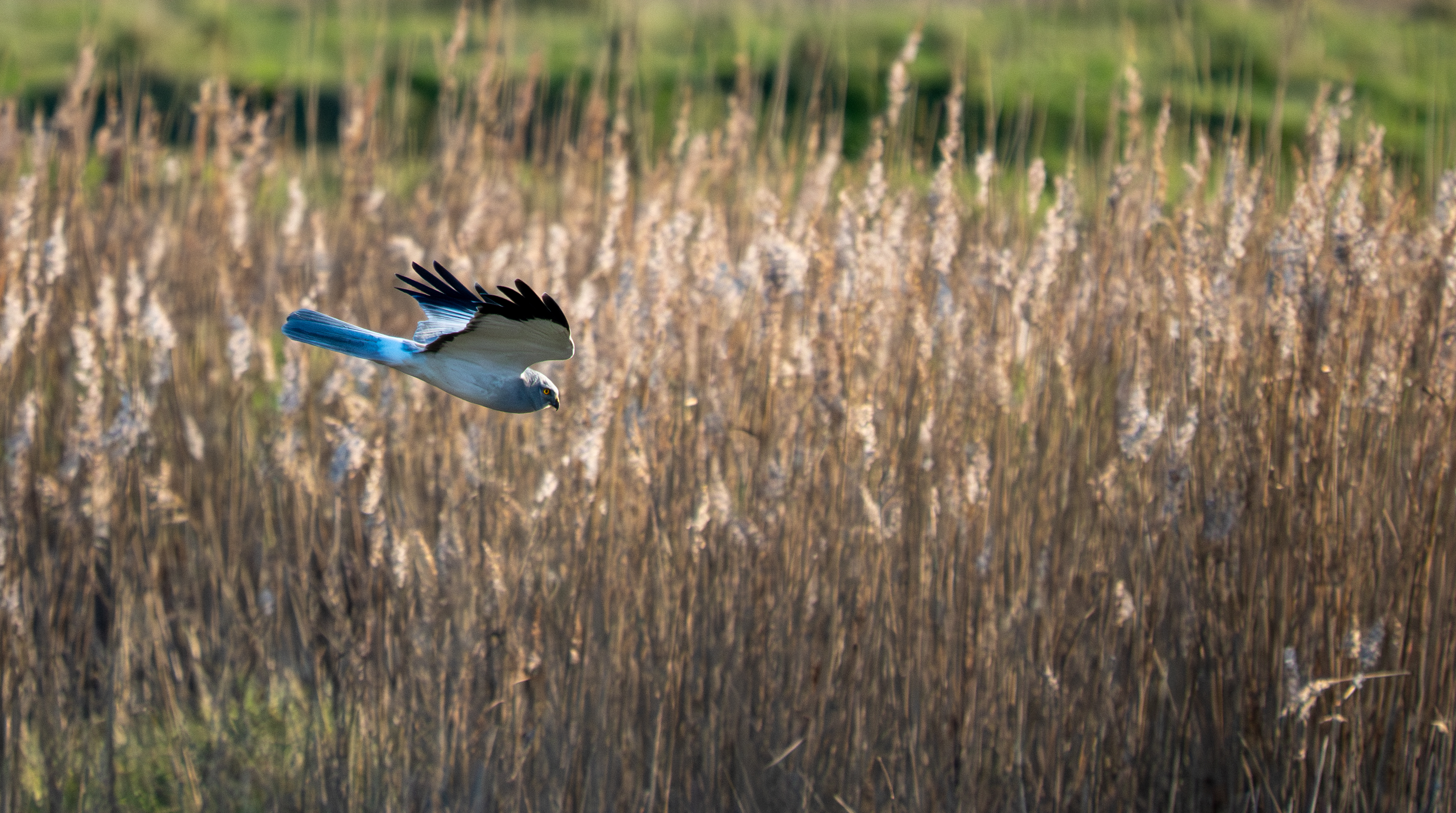 Hen Harrier - 02-03-2026