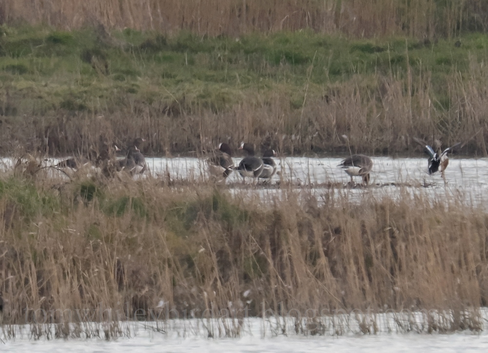 Lesser White-fronted Goose - 06-03-2025