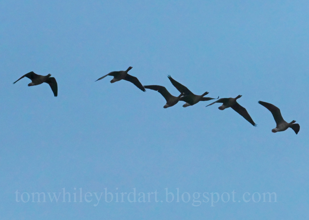 Lesser White-fronted Goose - 06-03-2025