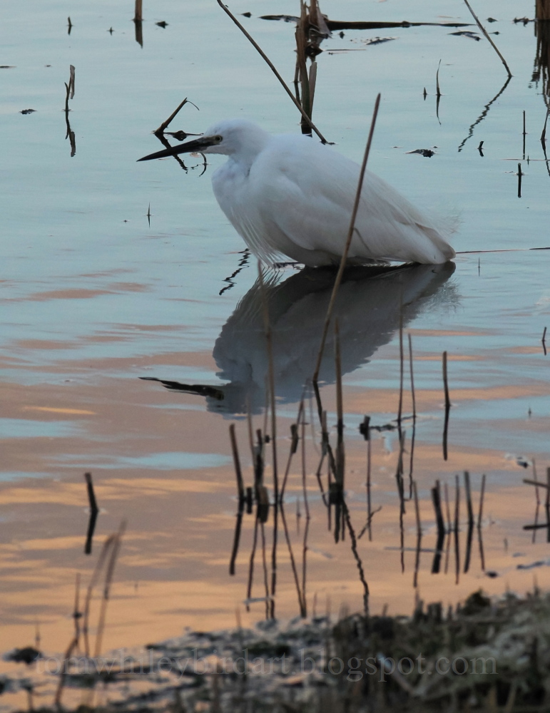 Little Egret - 10-03-2026