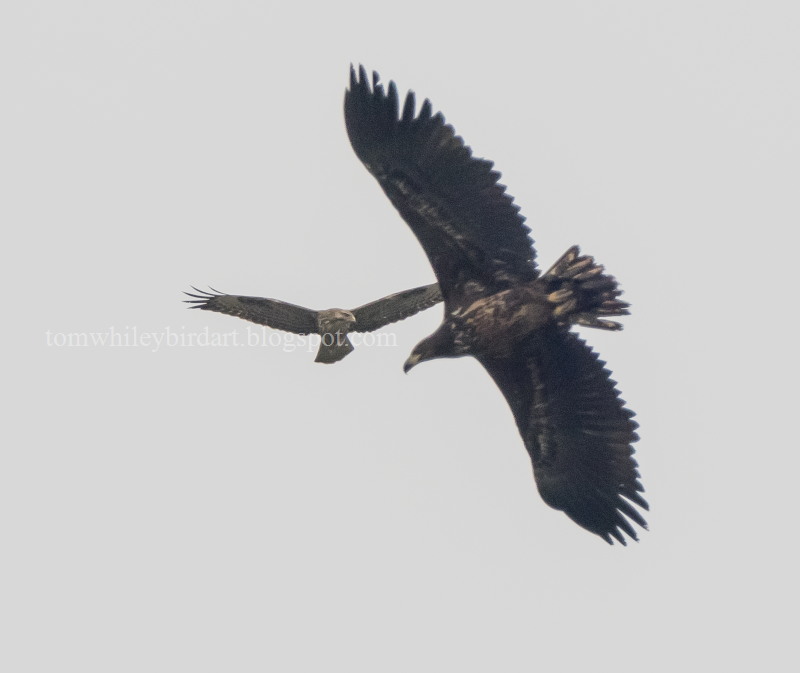 White-tailed Eagle - 23-03-2021