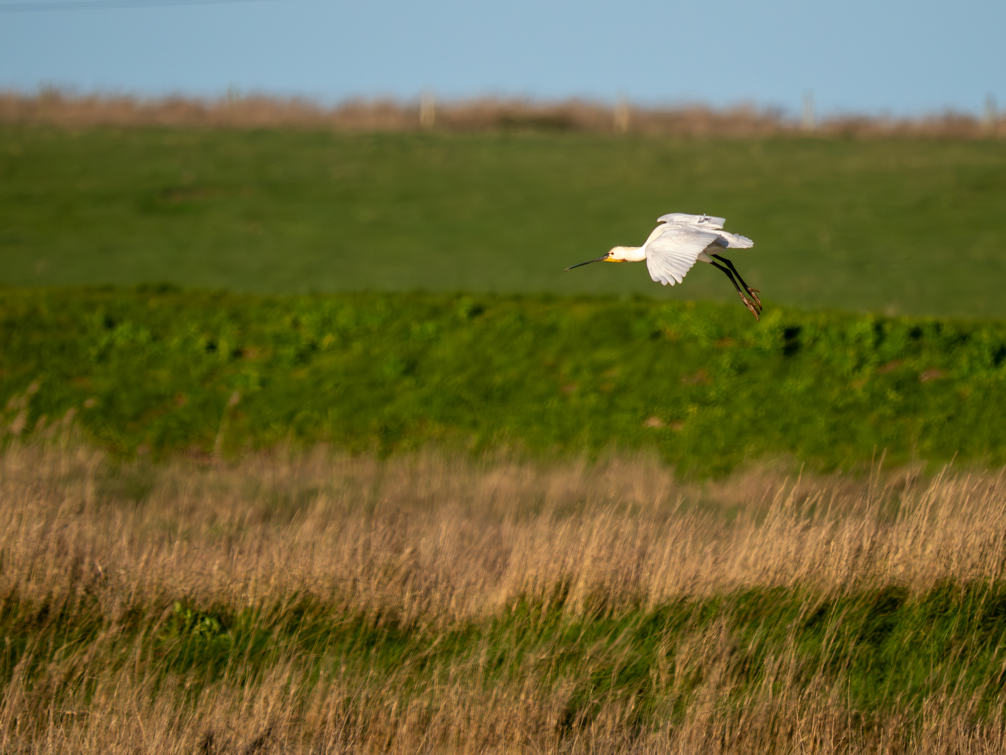 Little Egret - 26-03-2026