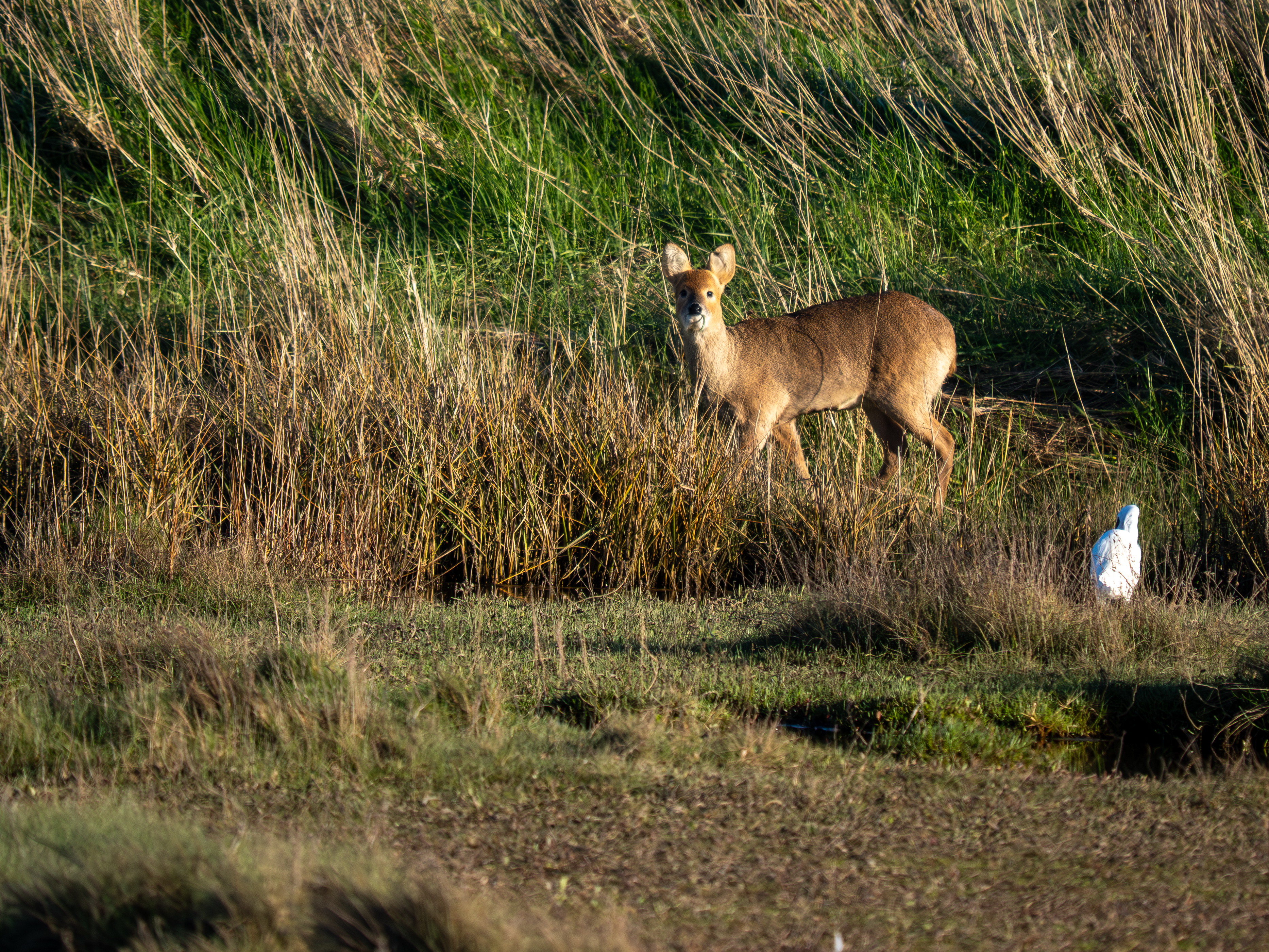 Little Egret - 26-03-2026
