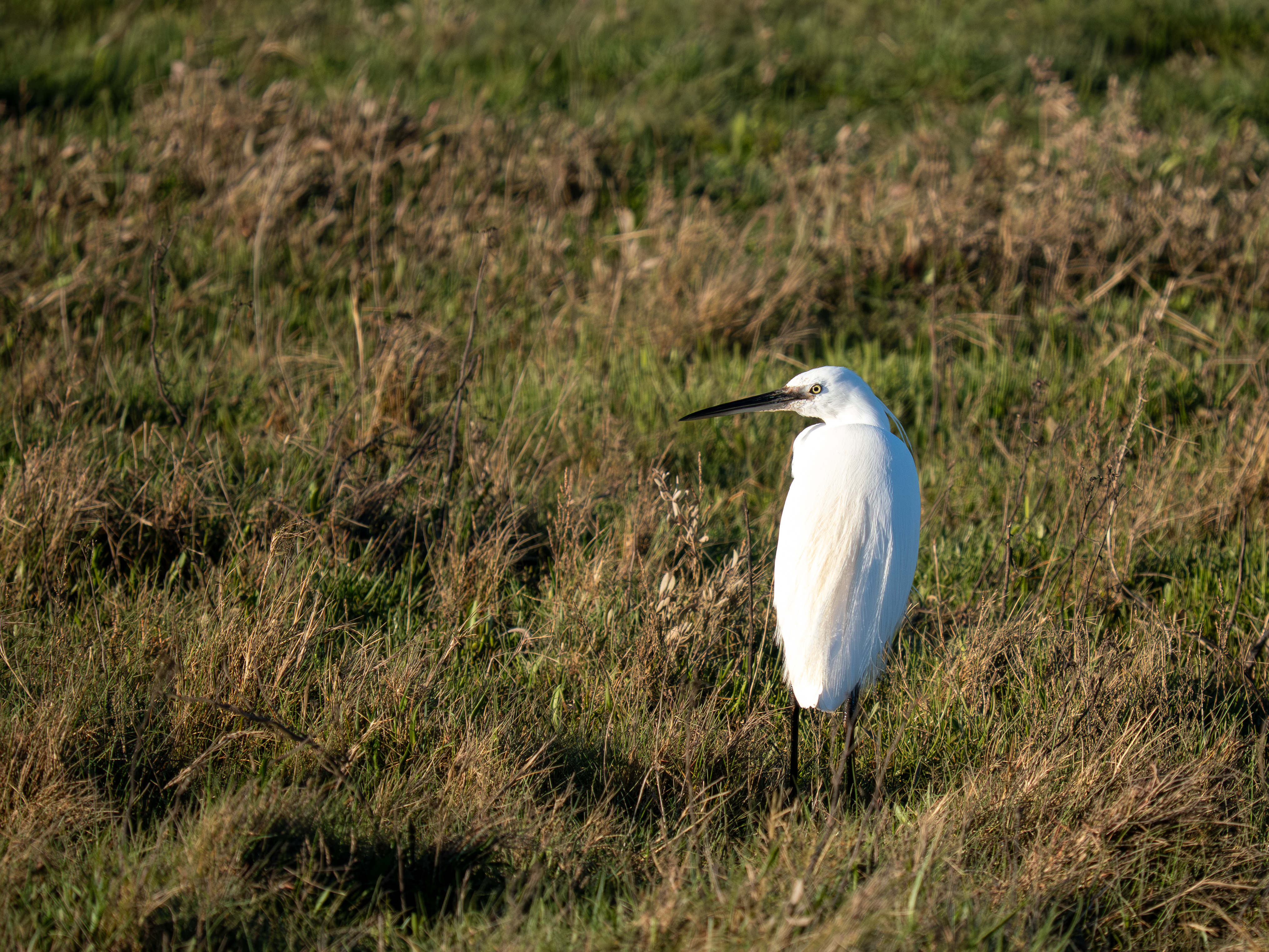 Little Egret - 26-03-2026