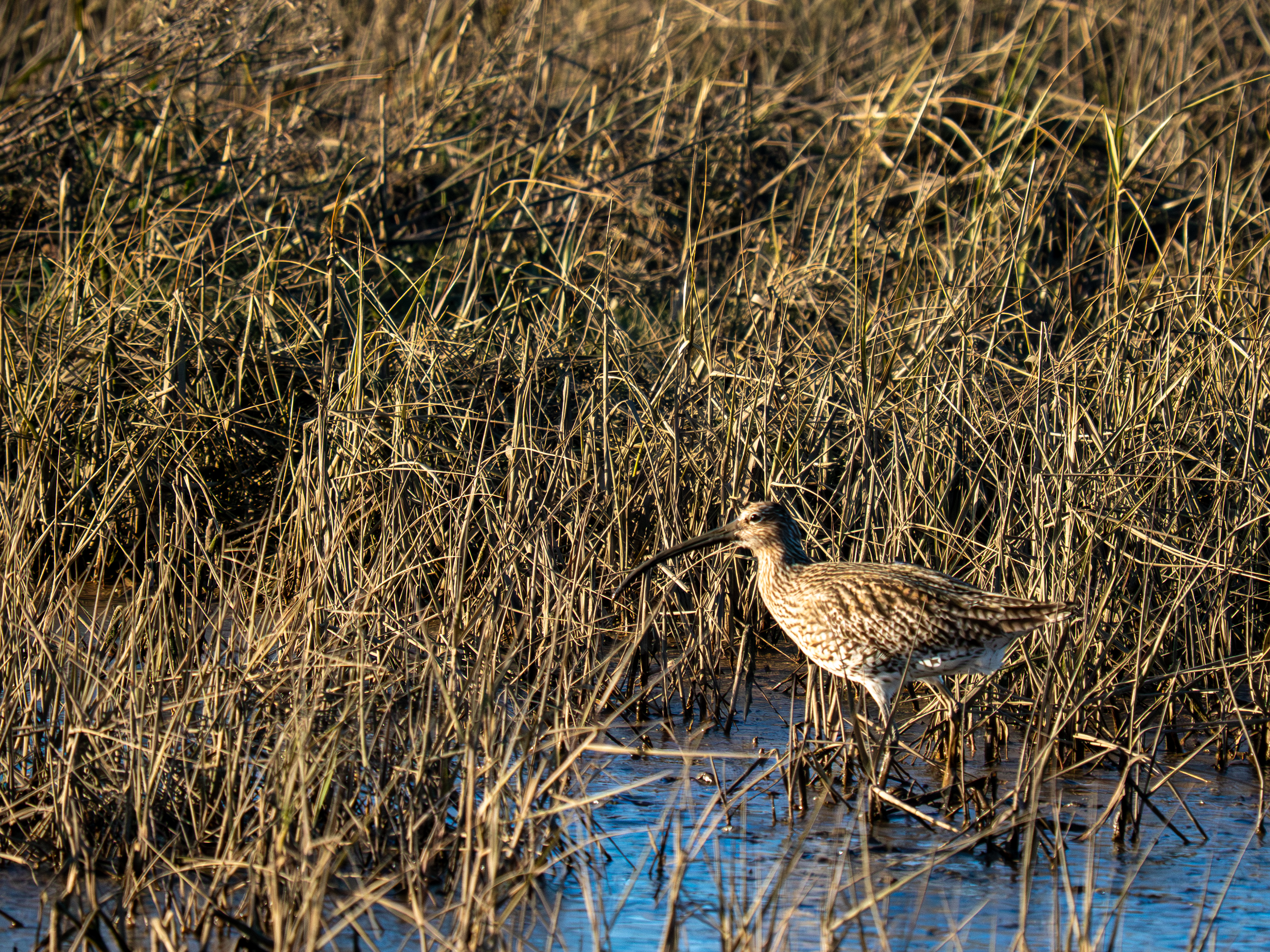 Curlew - 26-03-2026