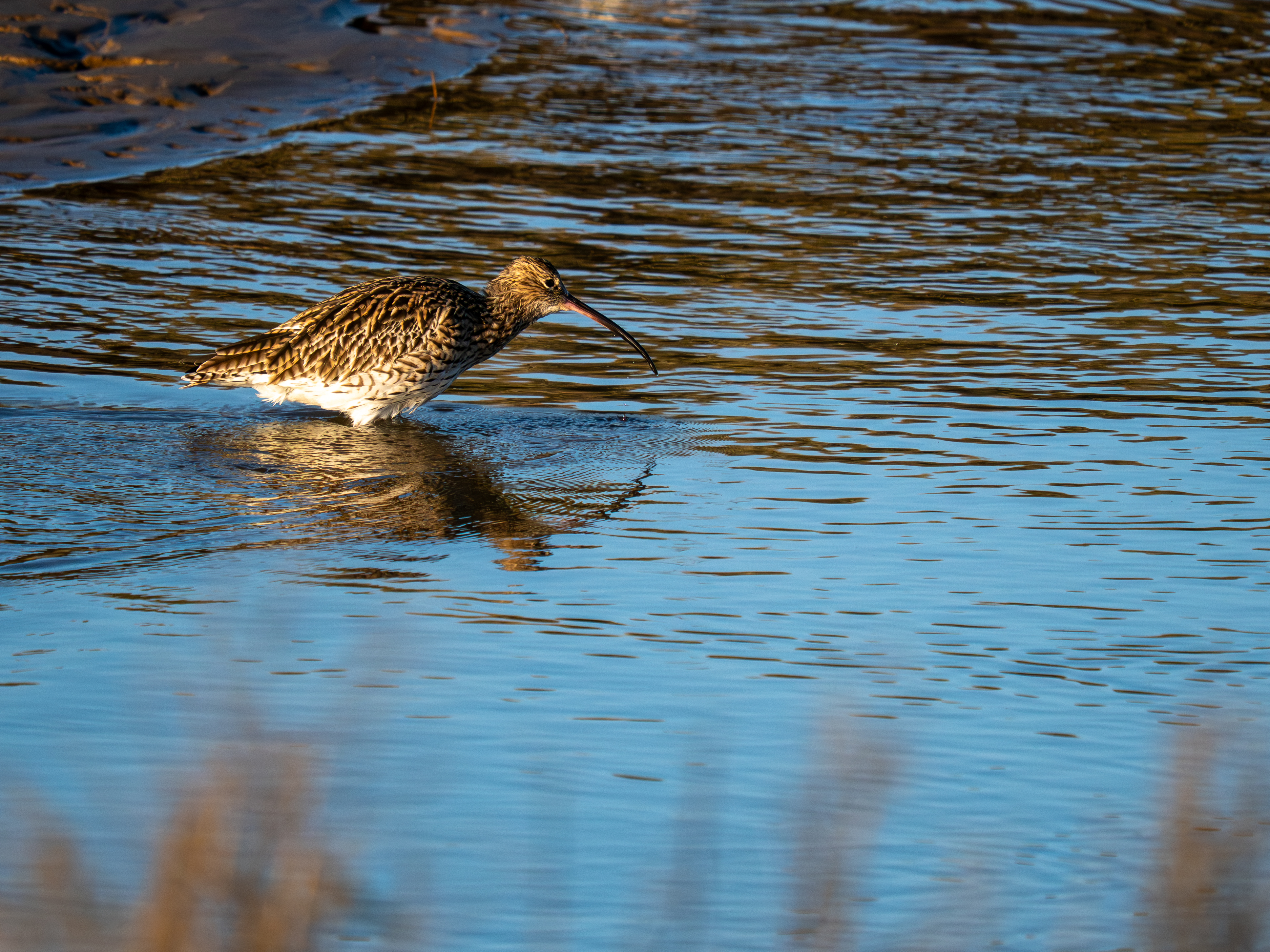 Curlew - 26-03-2026