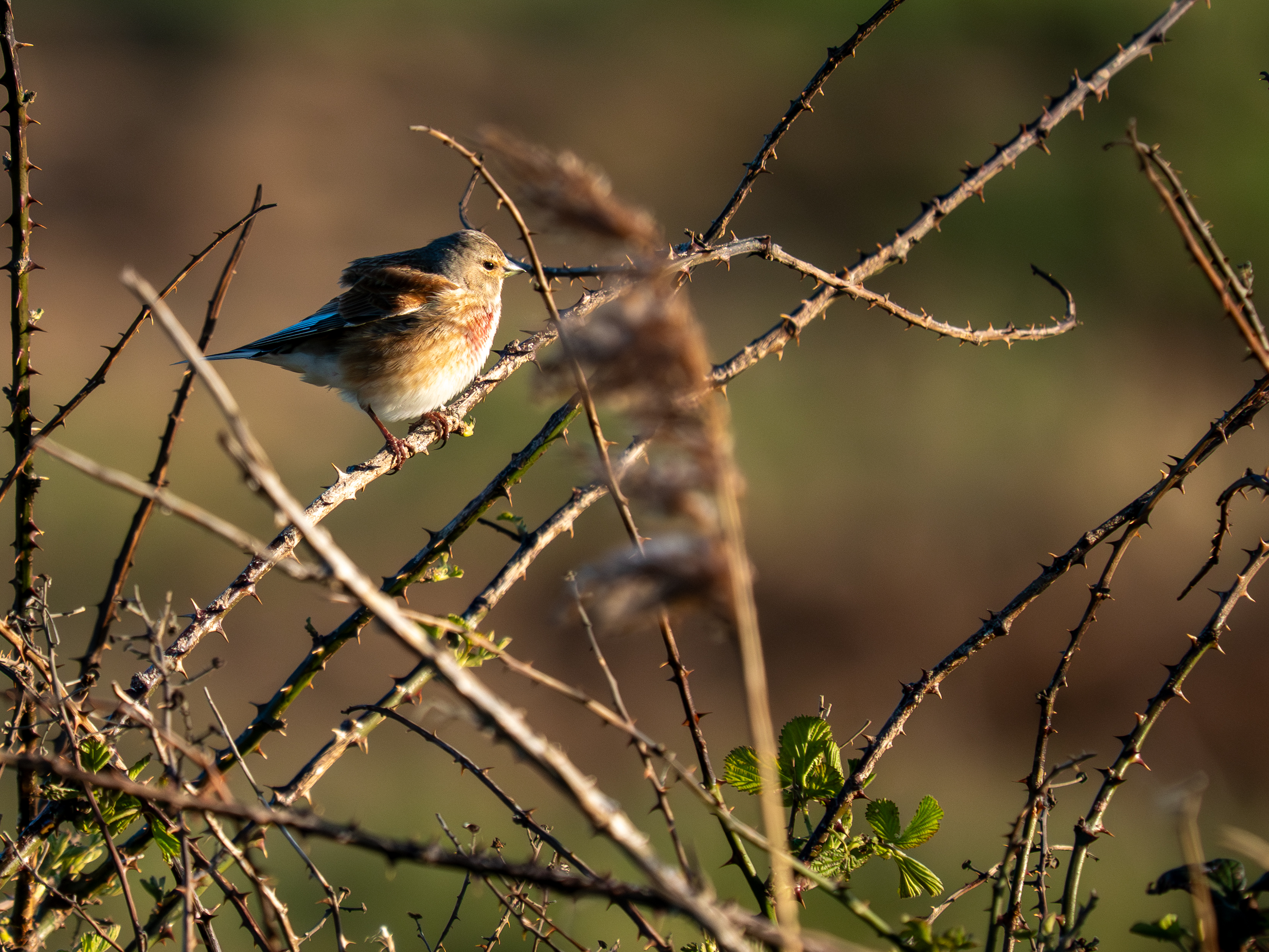 Linnet - 26-03-2026