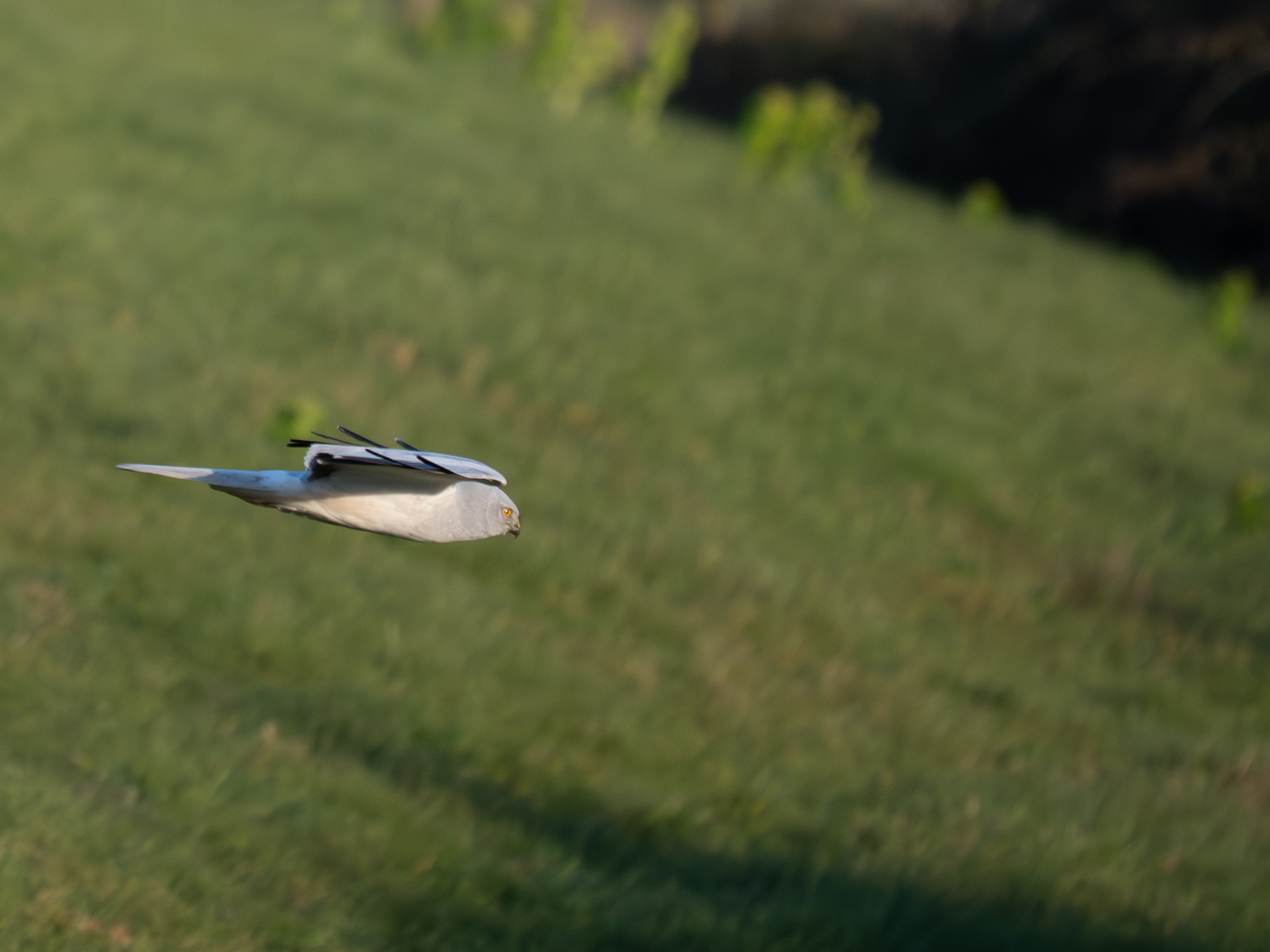 Hen Harrier - 26-03-2026