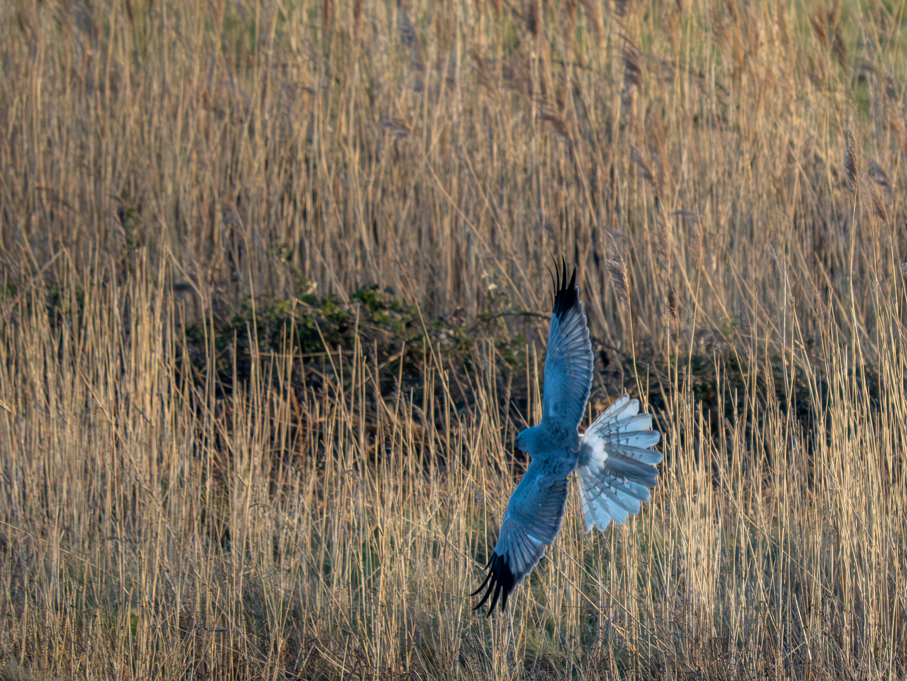 Hen Harrier - 26-03-2026