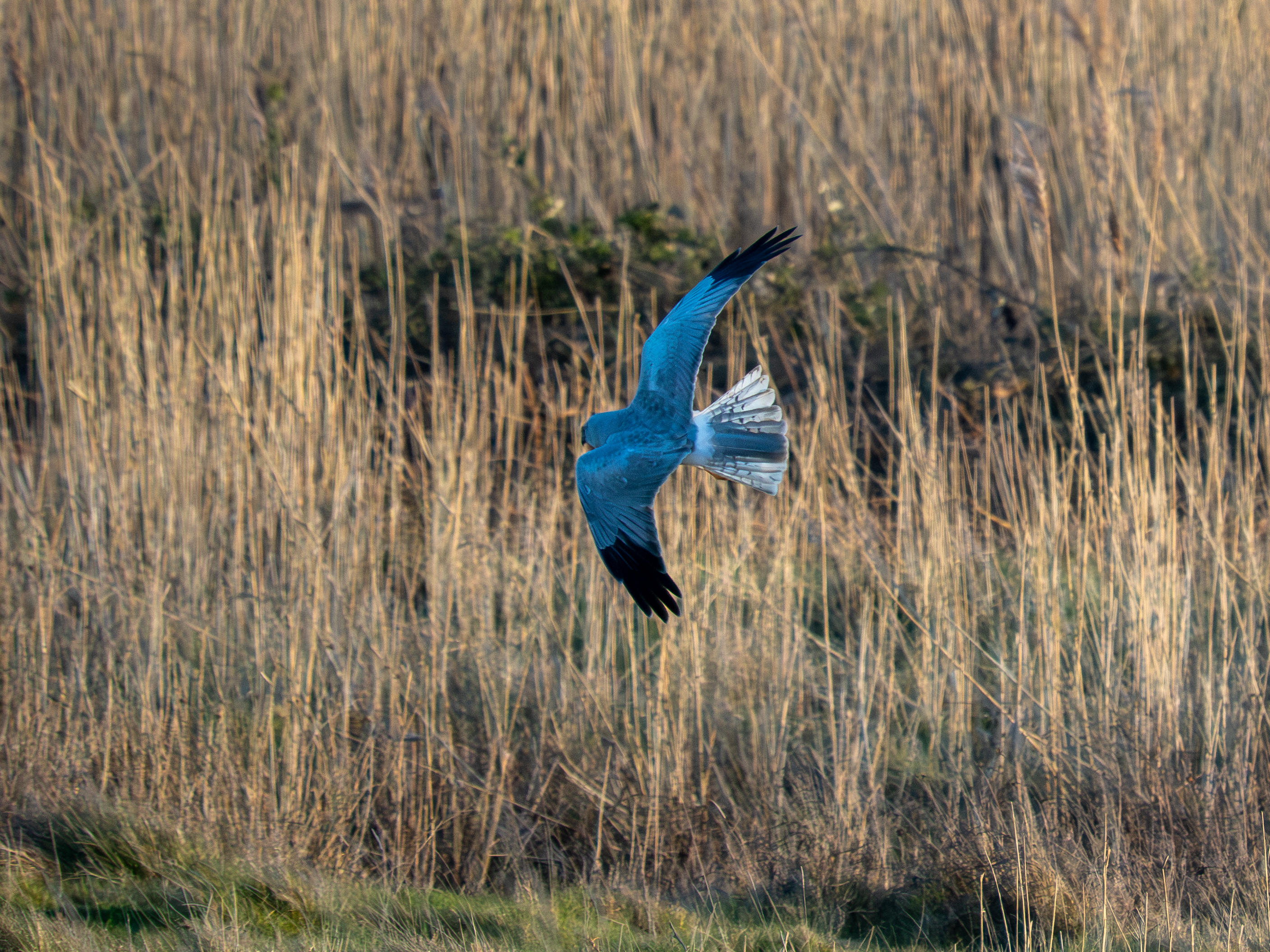 Hen Harrier - 26-03-2026