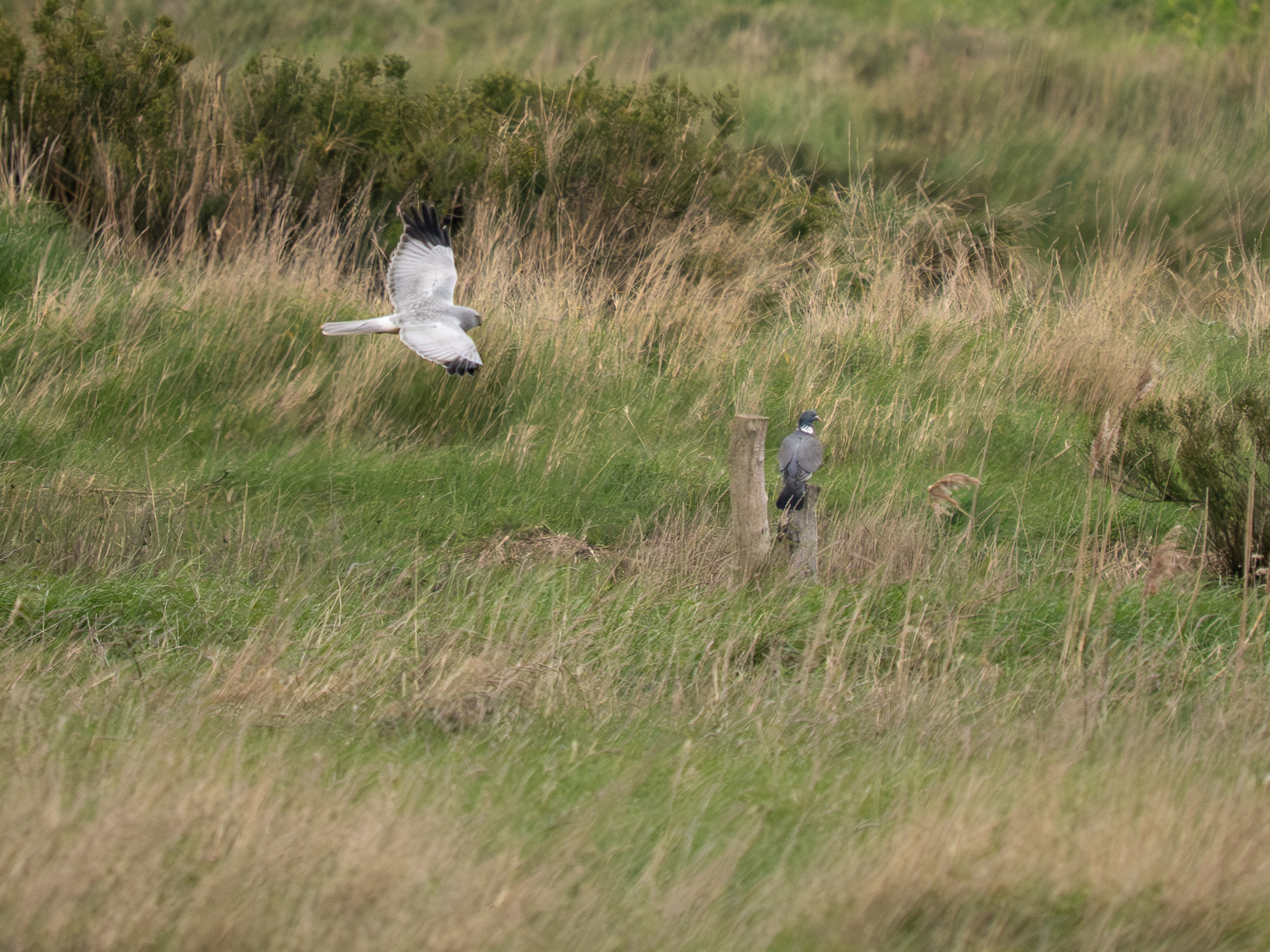 Hen Harrier - 31-03-2026