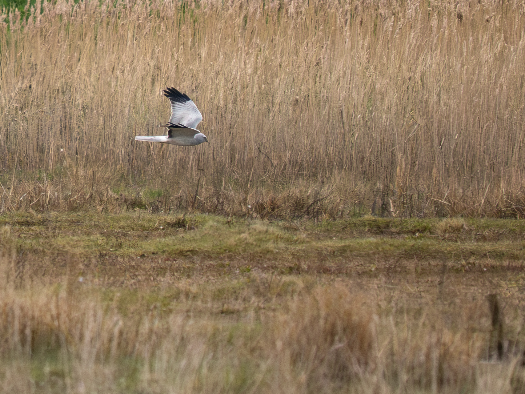 Hen Harrier - 31-03-2026