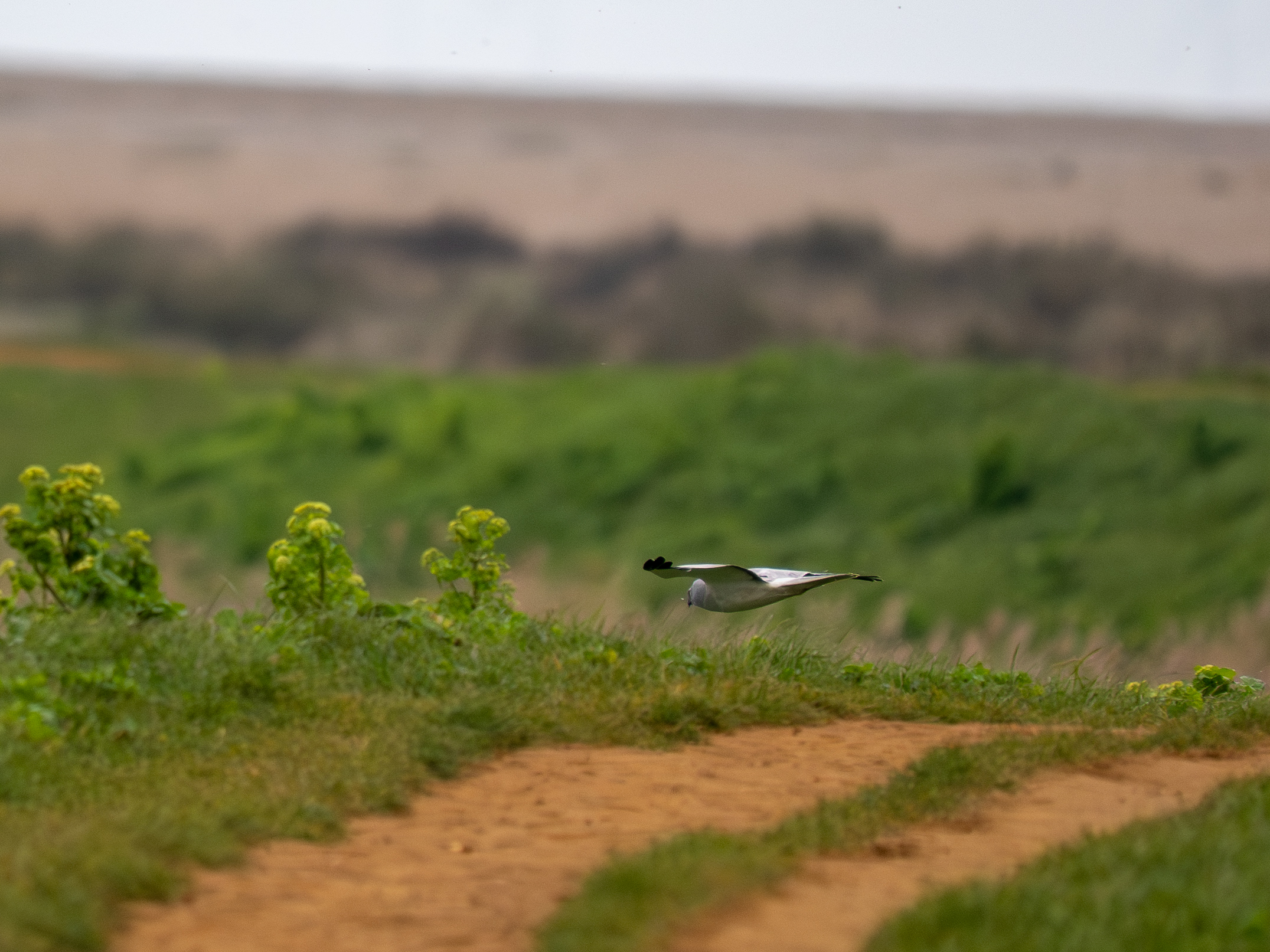 Hen Harrier - 31-03-2026