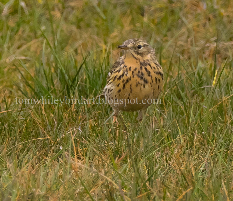 Meadow Pipit - 10-04-2021