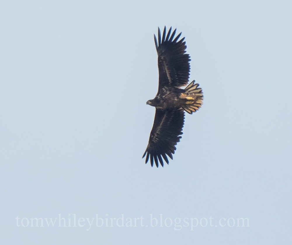 White-tailed Eagle - 15-04-2022