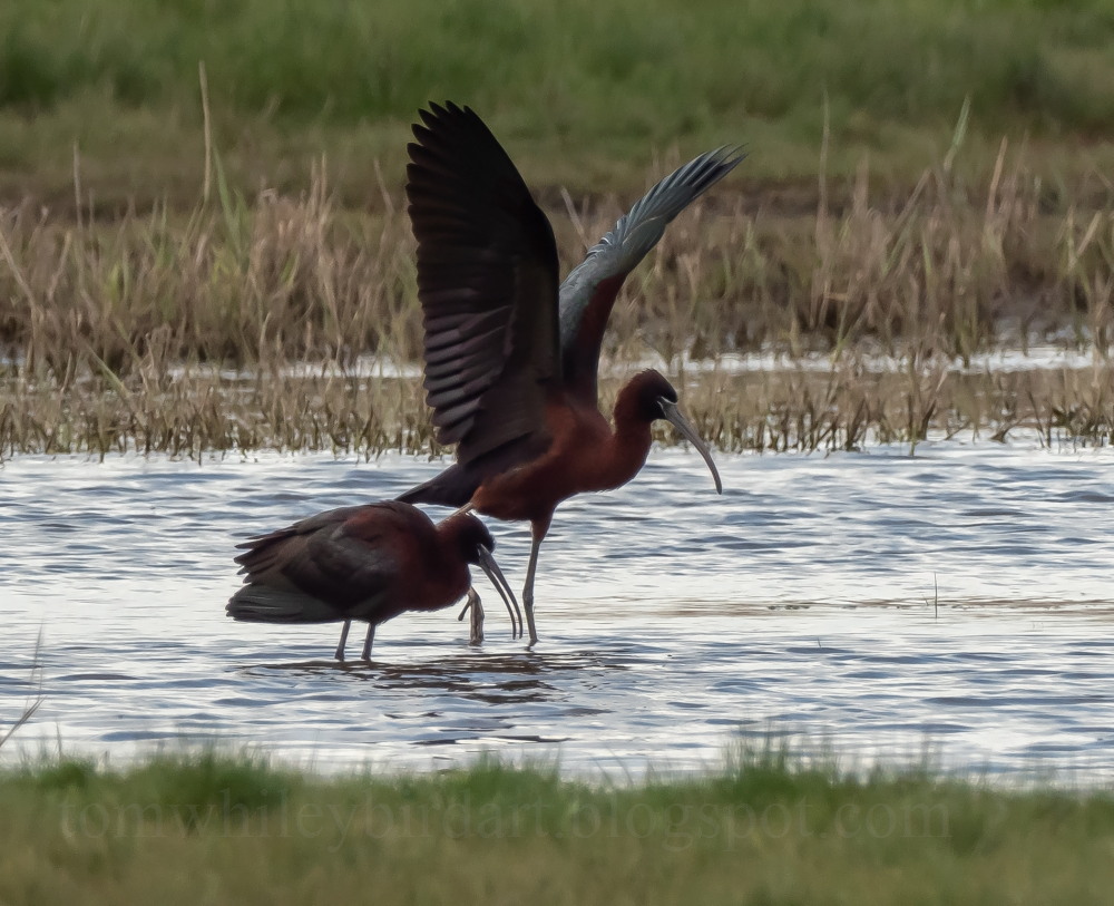 Glossy Ibis - 05-05-2023