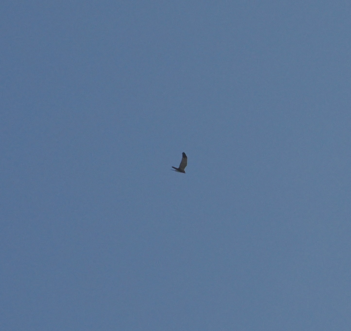 Montagu's Harrier - 11-05-2024