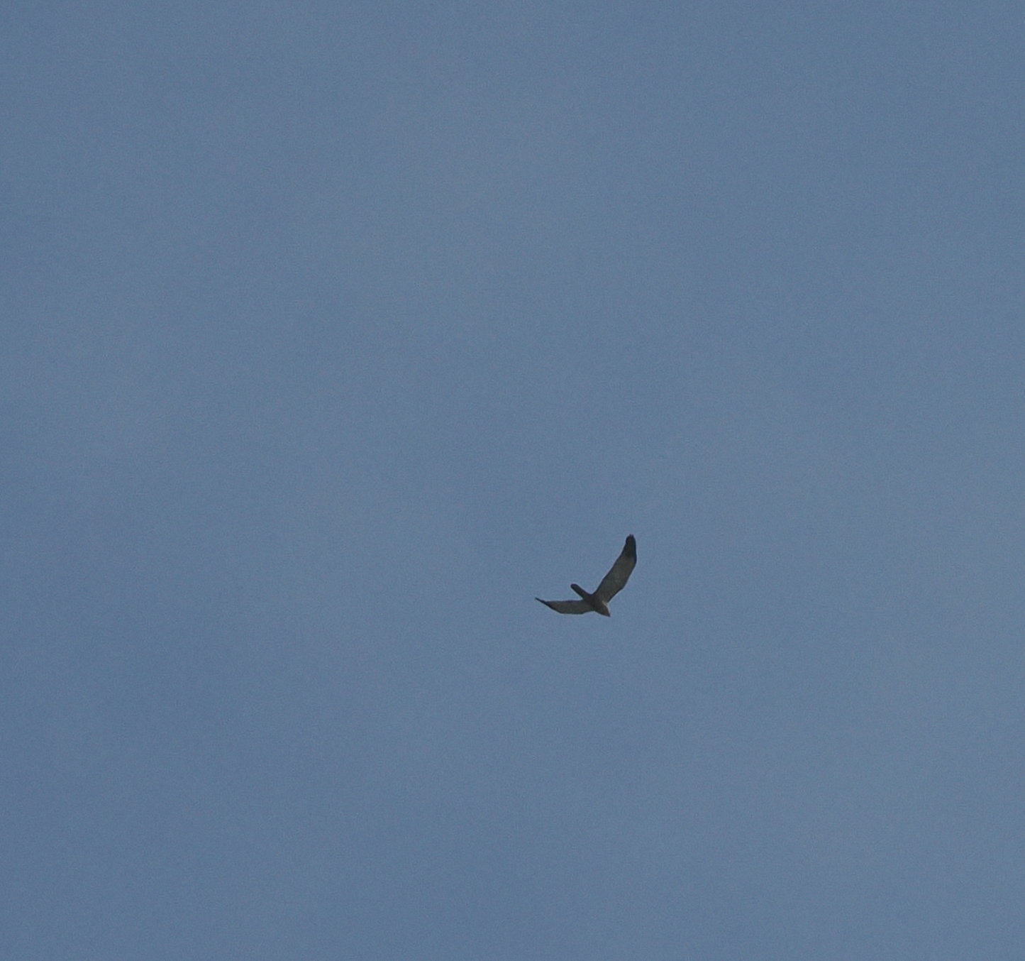 Montagu's Harrier - 11-05-2024