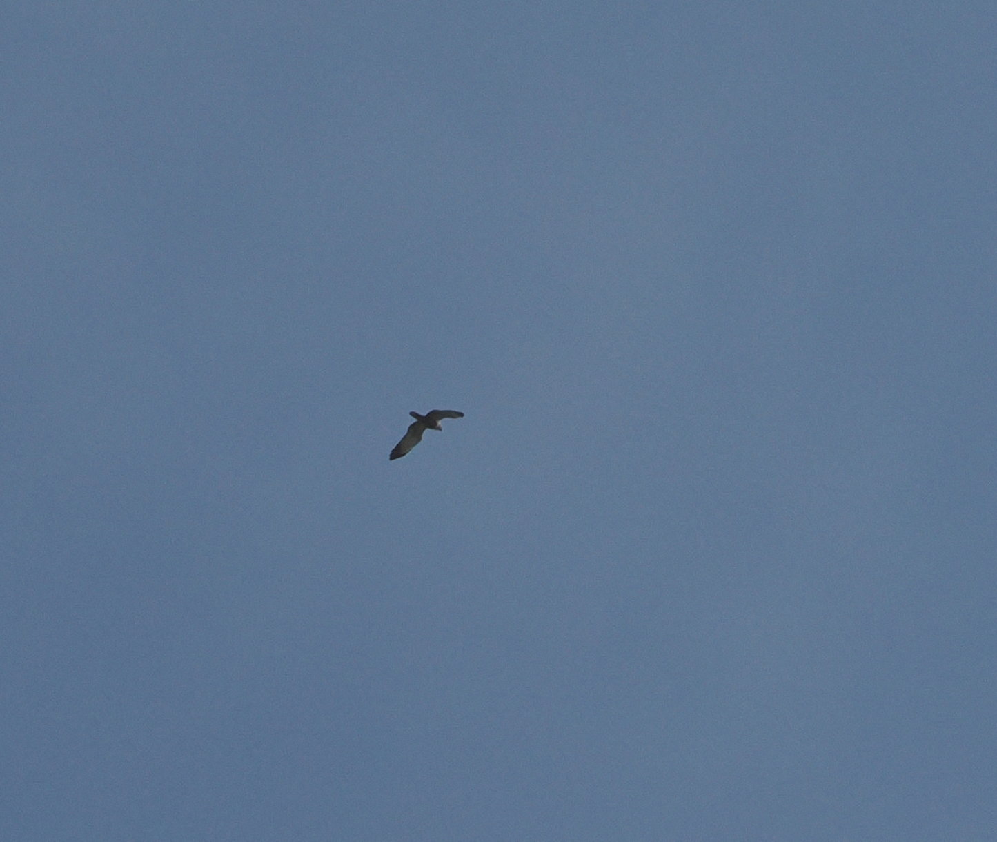 Montagu's Harrier - 11-05-2024