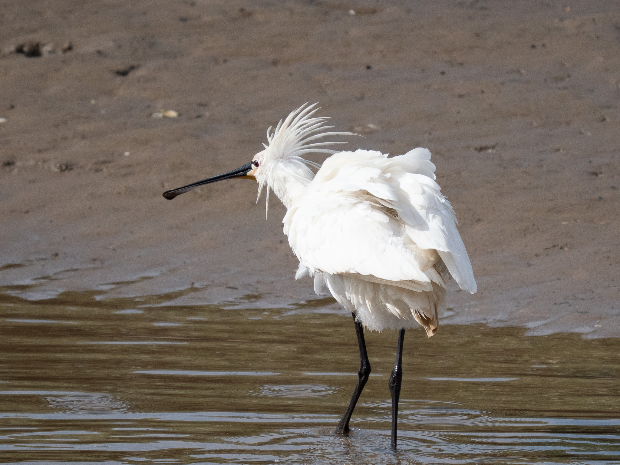Spoonbill - 19-05-2026