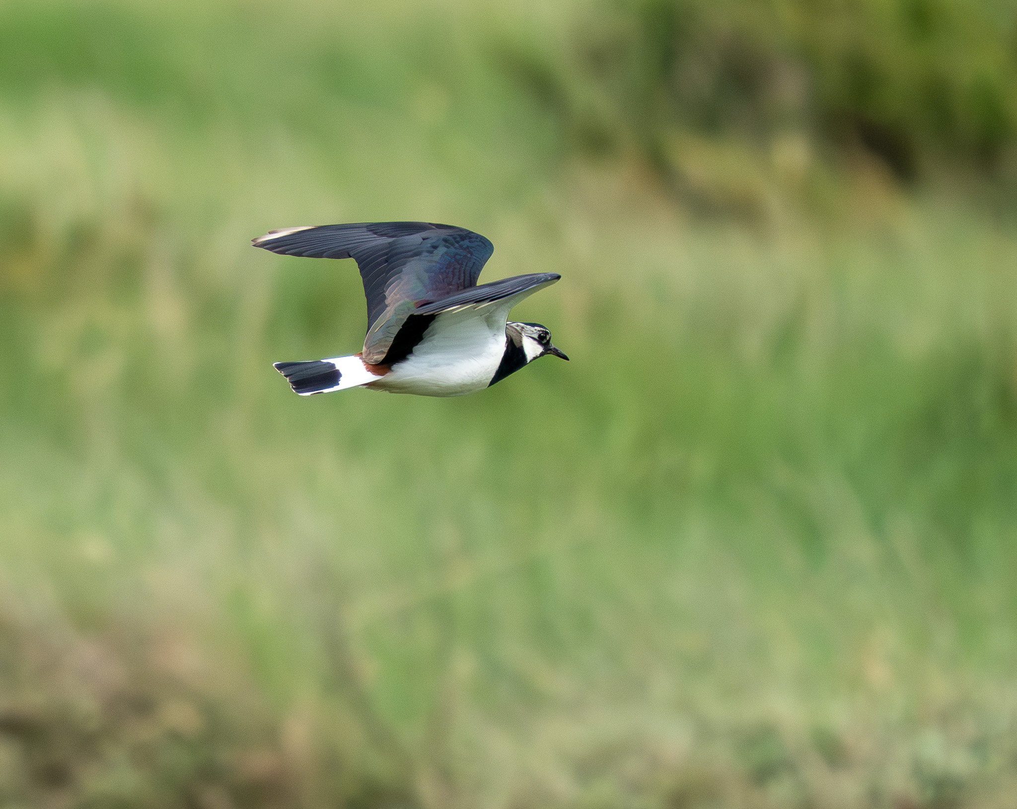 Lapwing - 19-05-2026