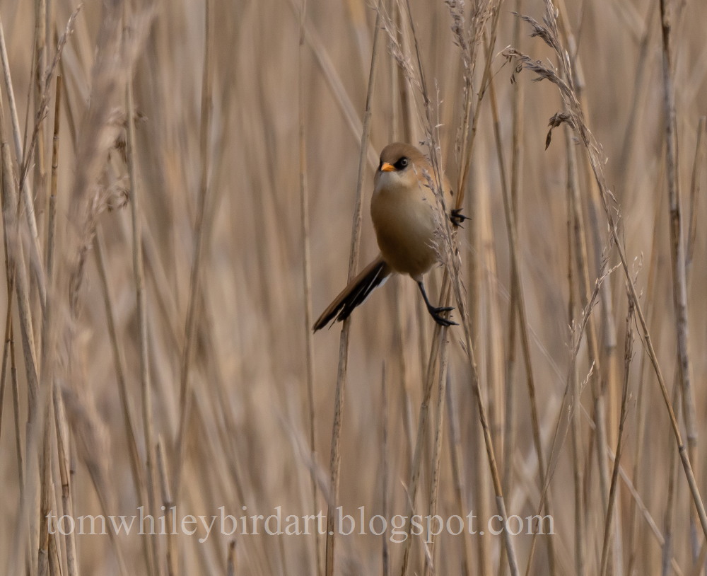 Bearded Tit - 24-05-2021