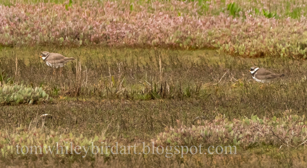 Ringed Plover (Tundra) - 28-05-2021