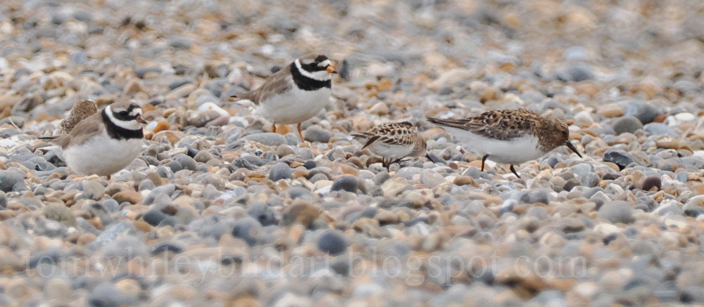 Little Stint - 29-05-2024