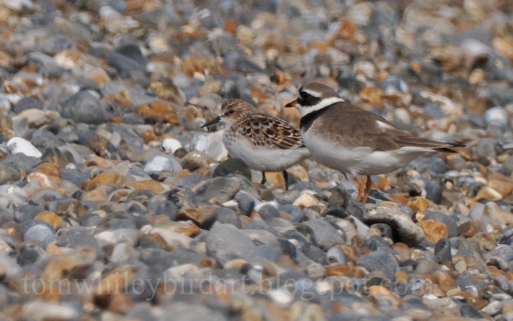 Little Stint - 29-05-2024