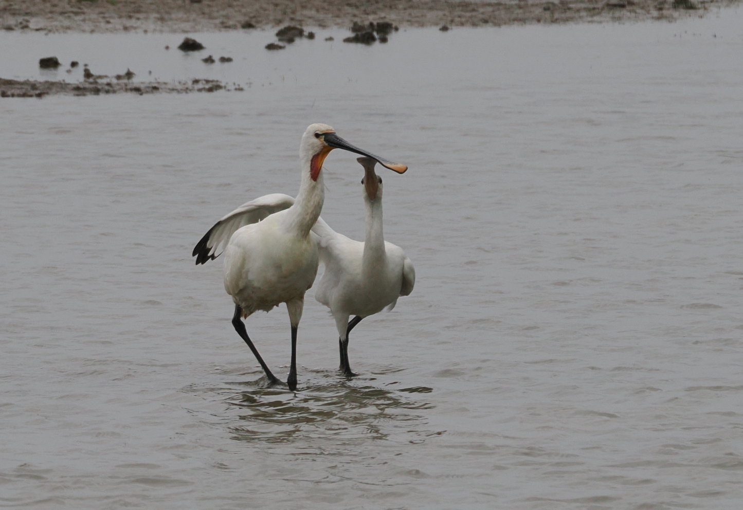 Spoonbill - 06-06-2025