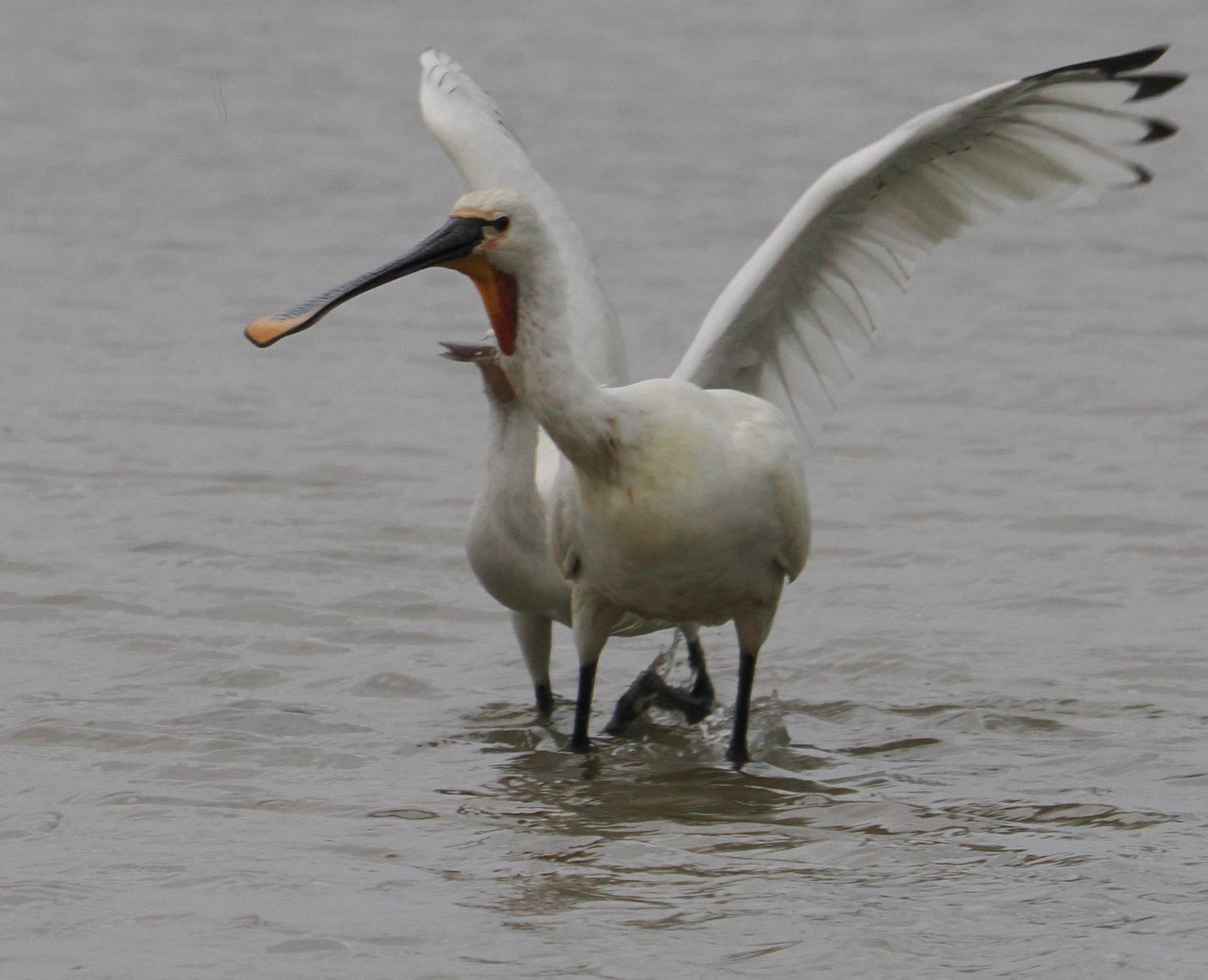 Spoonbill - 06-06-2025