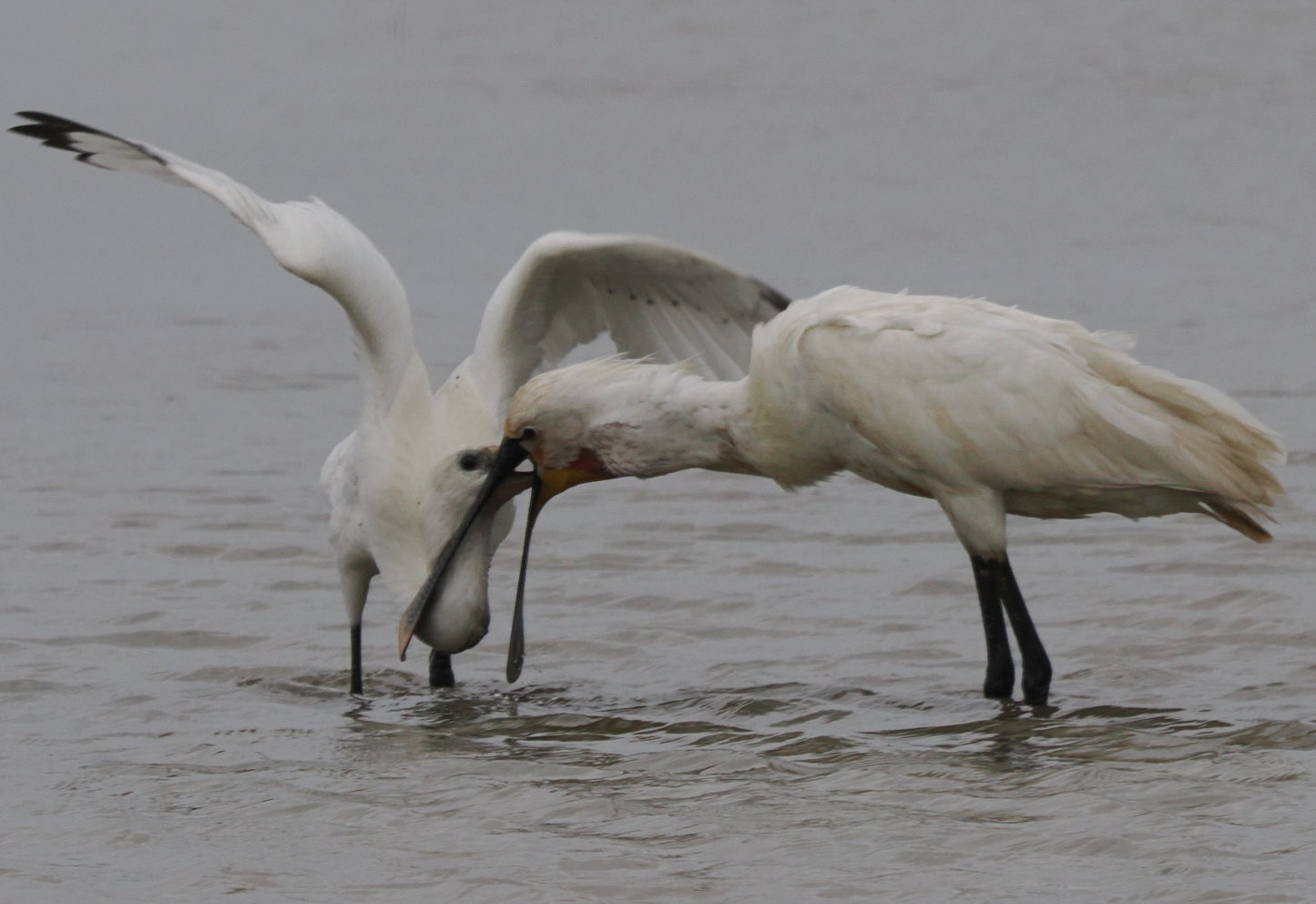 Spoonbill - 06-06-2025