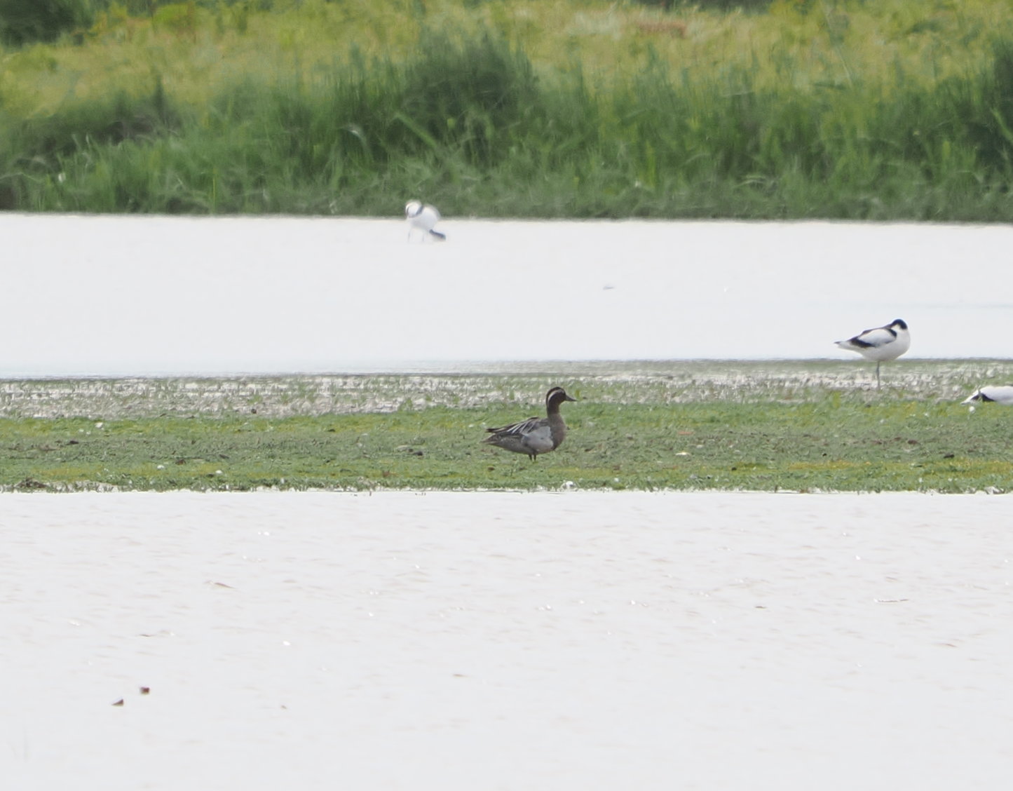 Garganey - 07-06-2026