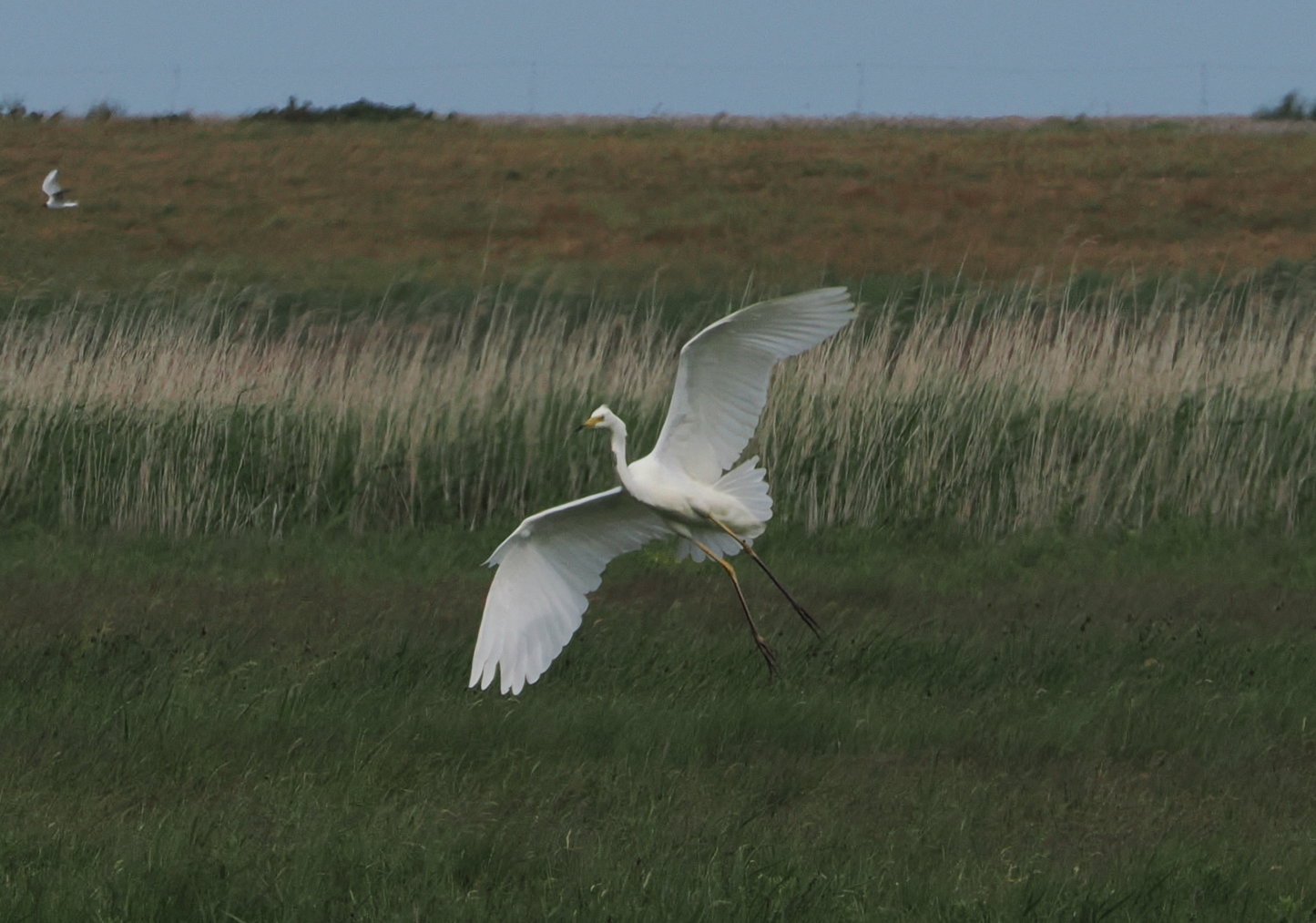 Great White Egret - 07-06-2026