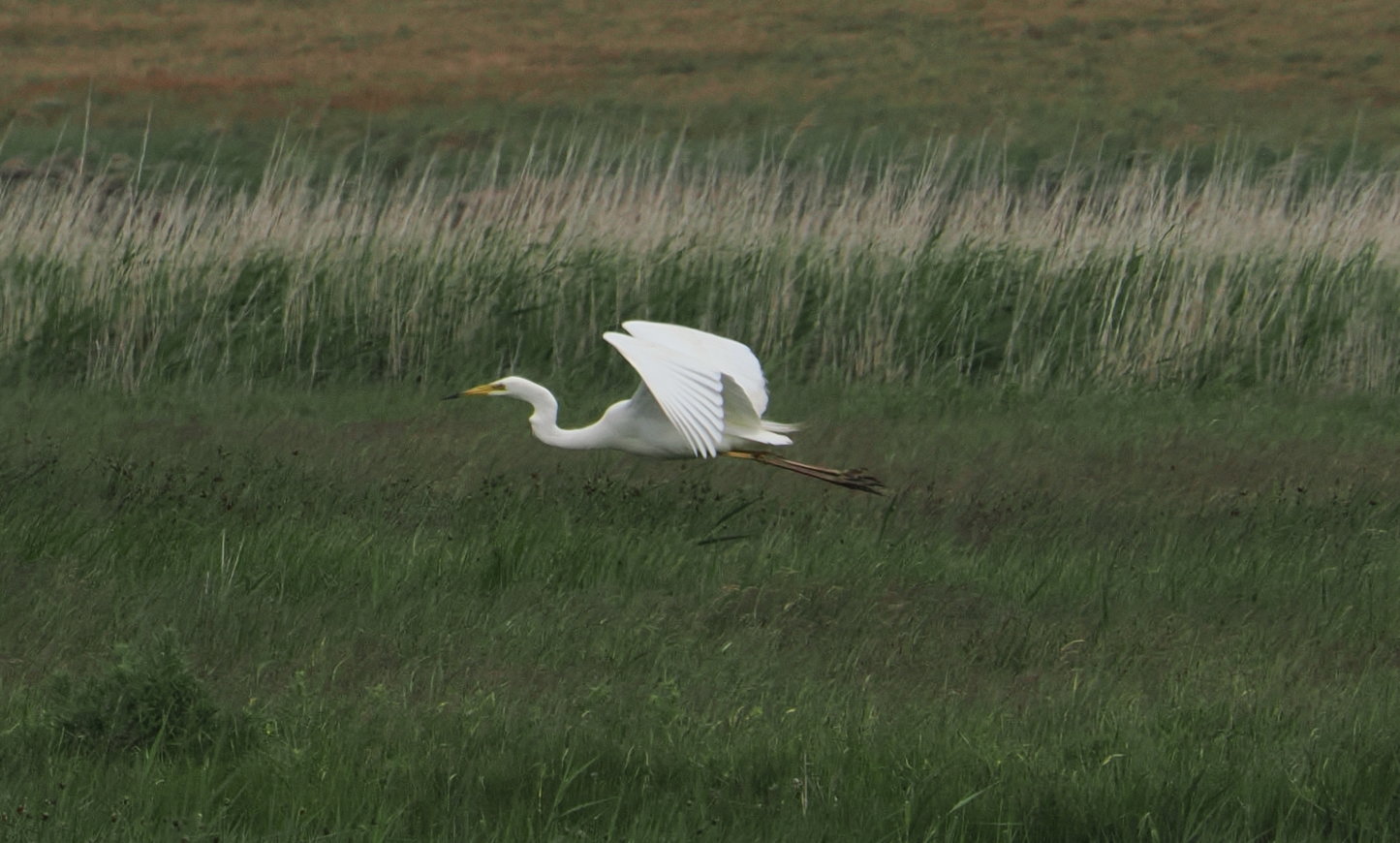 Great White Egret - 07-06-2026