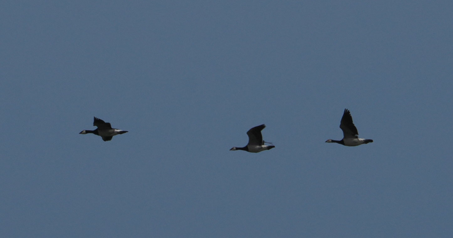 Barnacle Goose - 07-06-2026