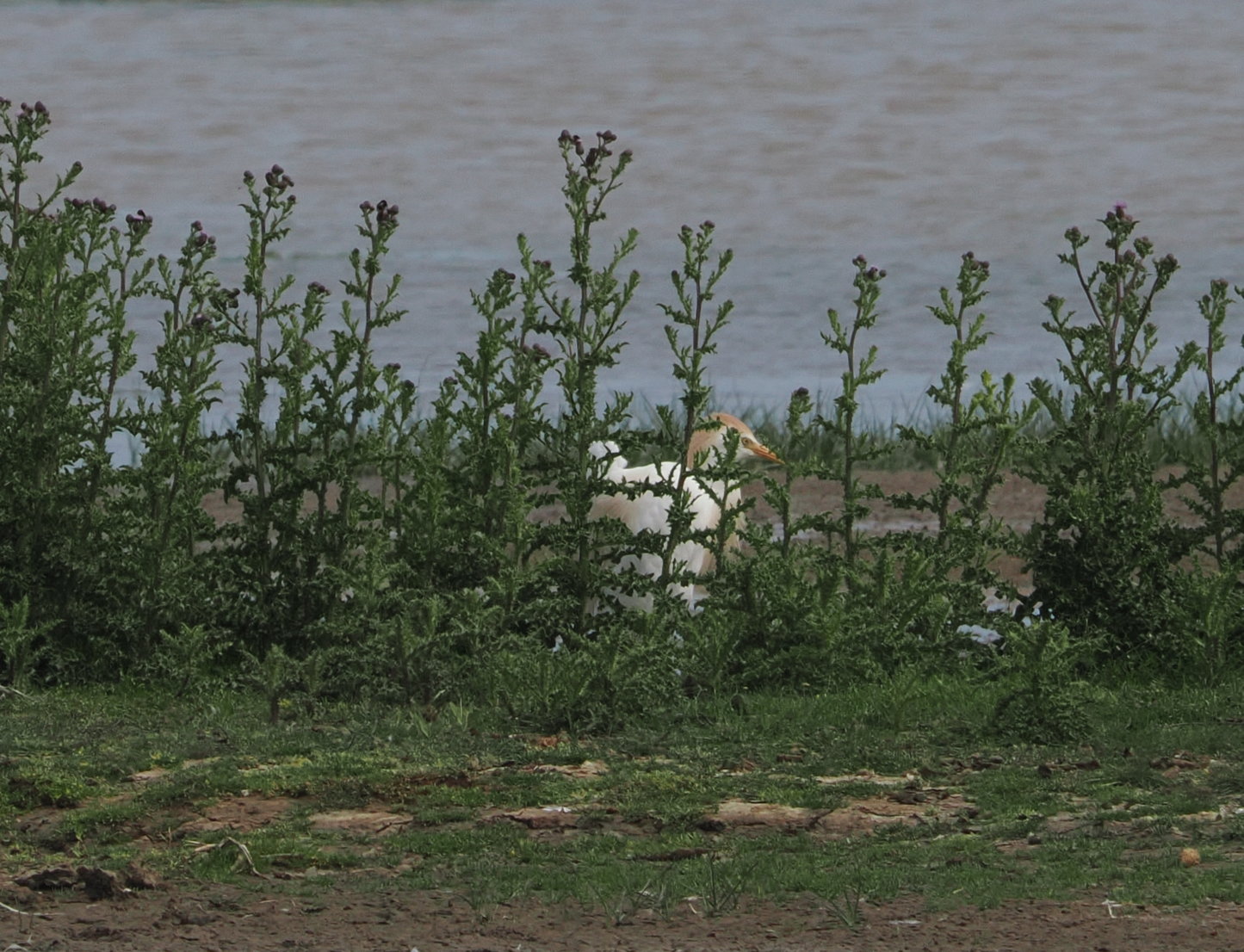 Cattle Egret - 07-06-2026