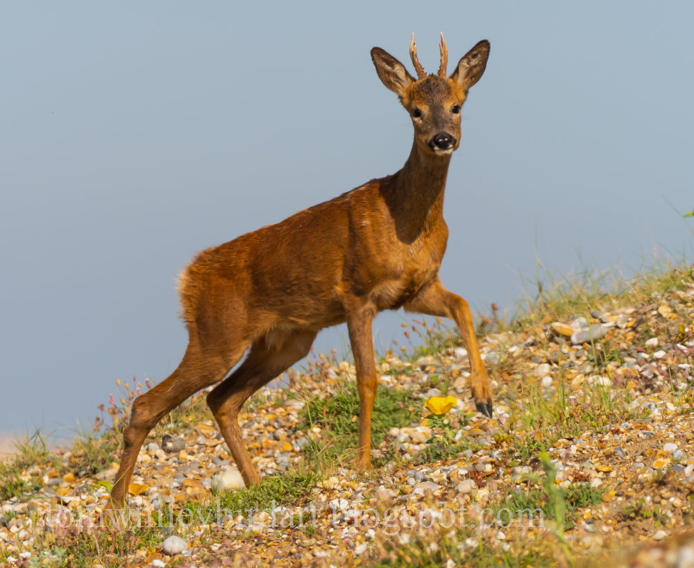 Roe Deer - 08-06-2021